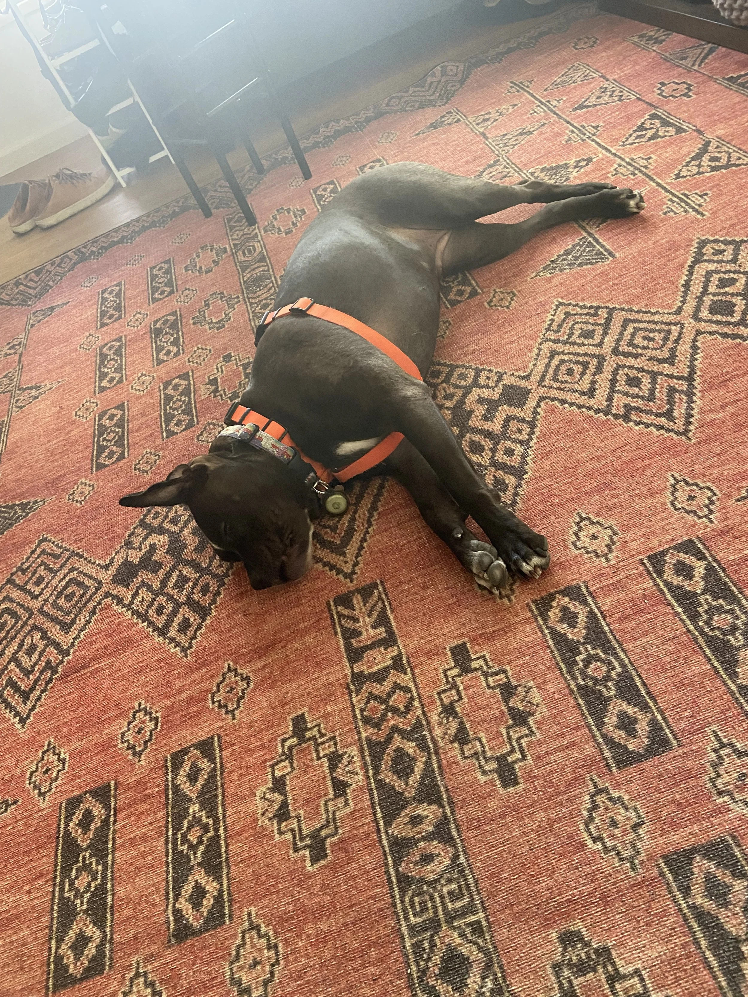 A big brown dog sleeping peacefully during an overnight pet sit in Ventura by Zen Pet Care Solutions