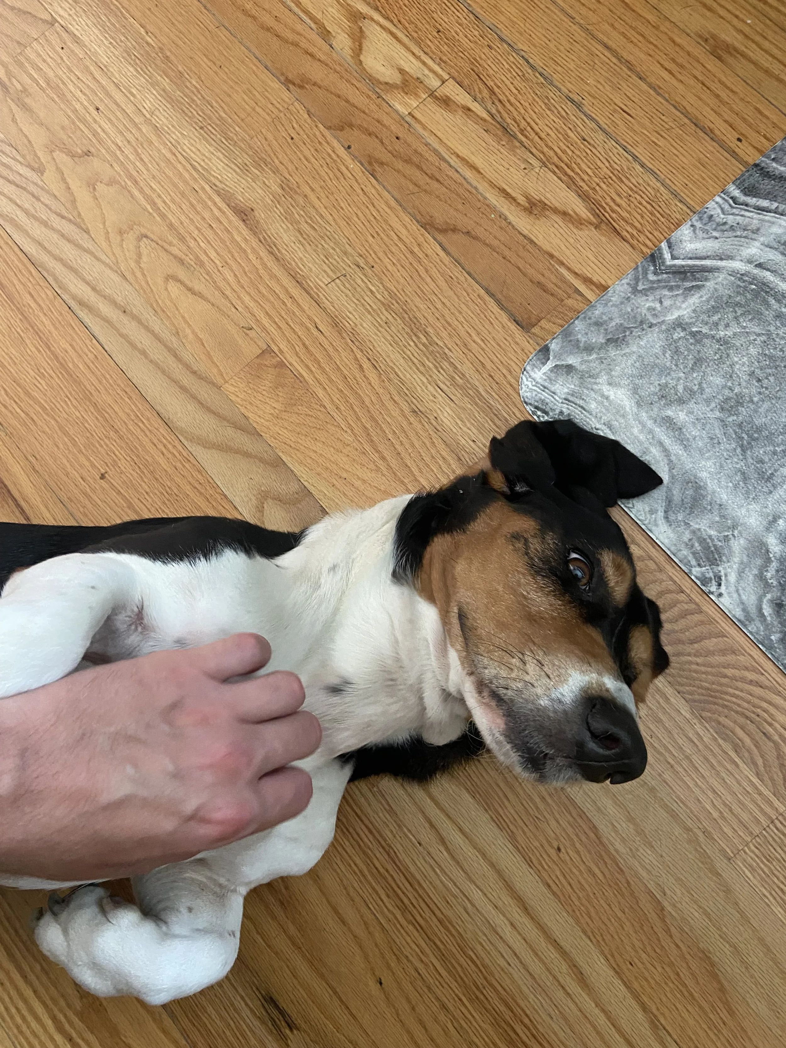 An image of a dog who is on his back getting his stomach petted during a drop-in visit with Zen Pet Care Solutions in Ventura