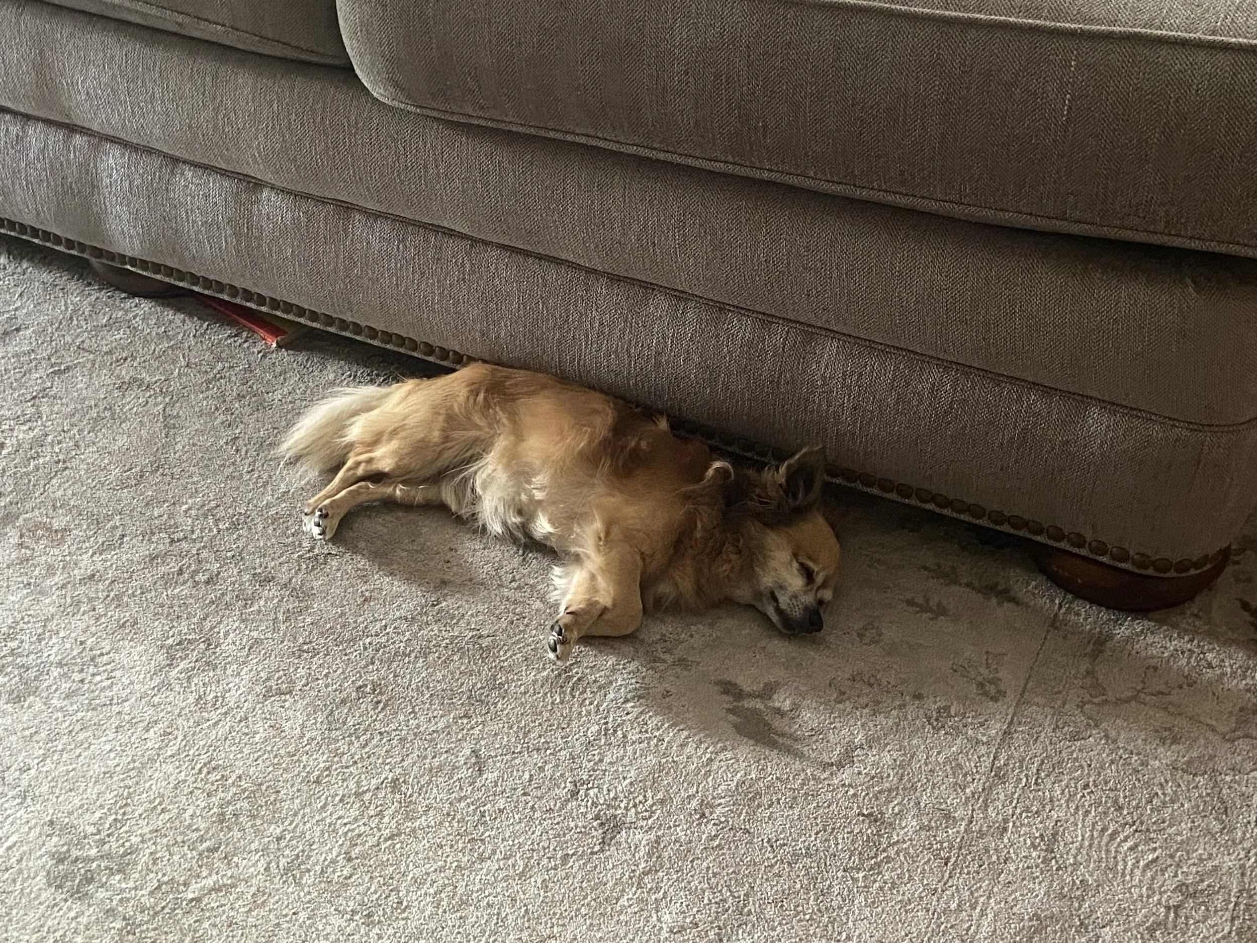 A dog sleeping peacefully during an overnight pet sit in Ventura by Zen Pet Care Solutions
