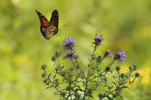 The Journey of the Mystic:  Awakened, Inspired, Transformed