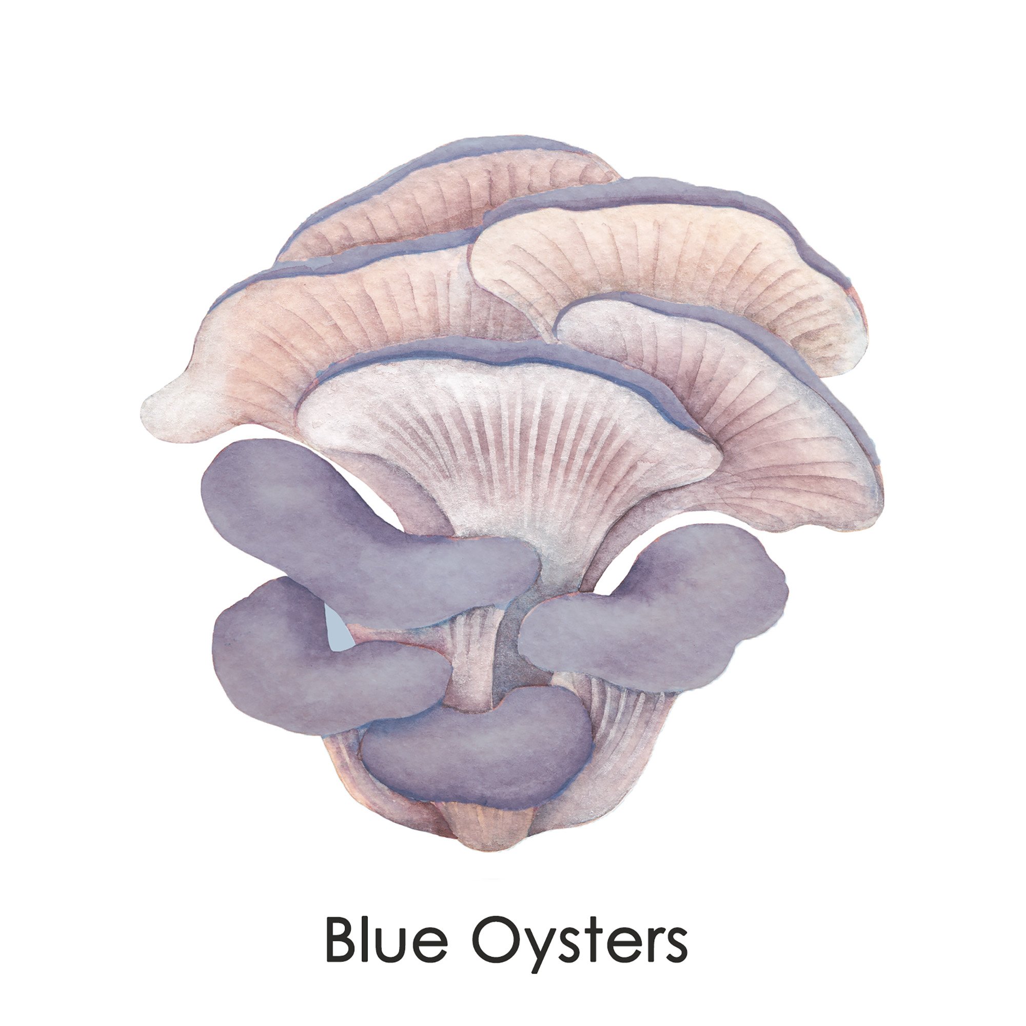 blue-oysters-licensed-2000x2000-slide1.jpg