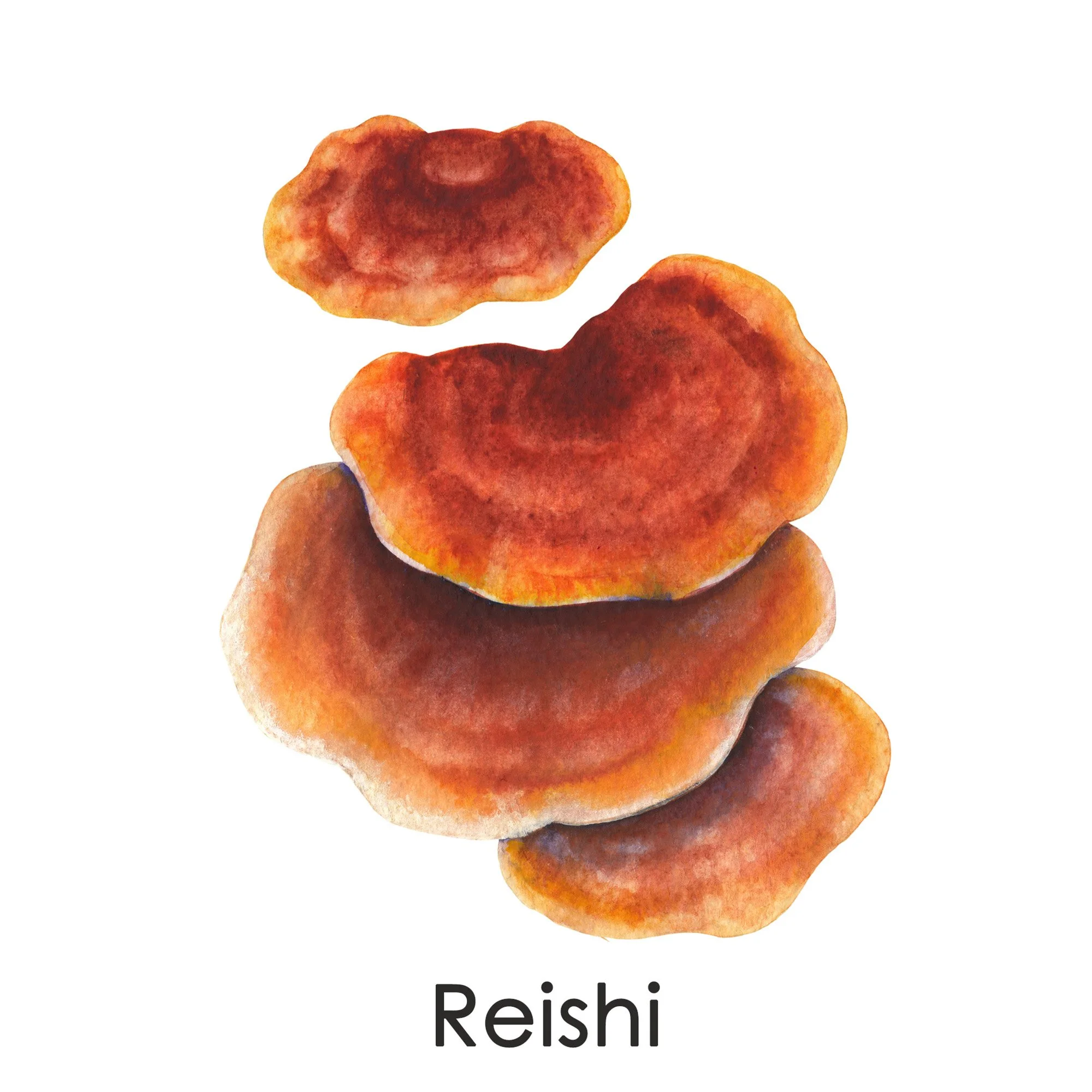 reishi-licensed-2000x2000-slide1.jpg