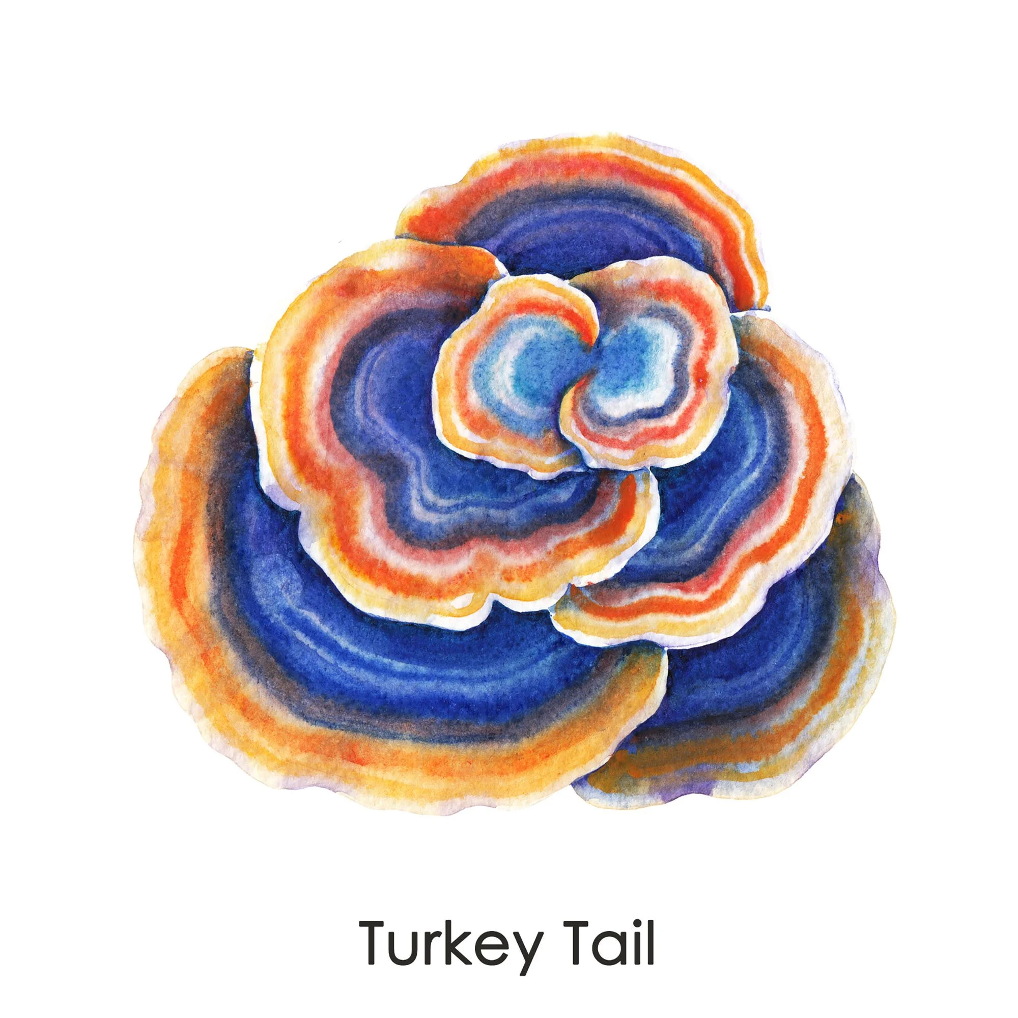 turkey-tail-licensed-2000x2000-slide1x.jpg