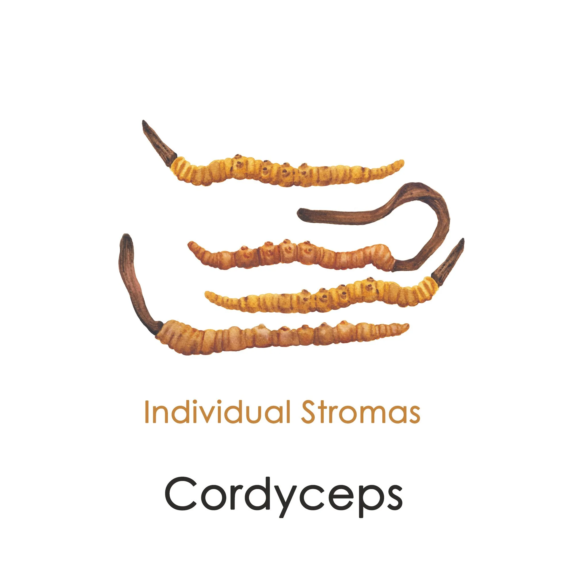 cordyceps-licensed-2000x2000-slide4.jpg