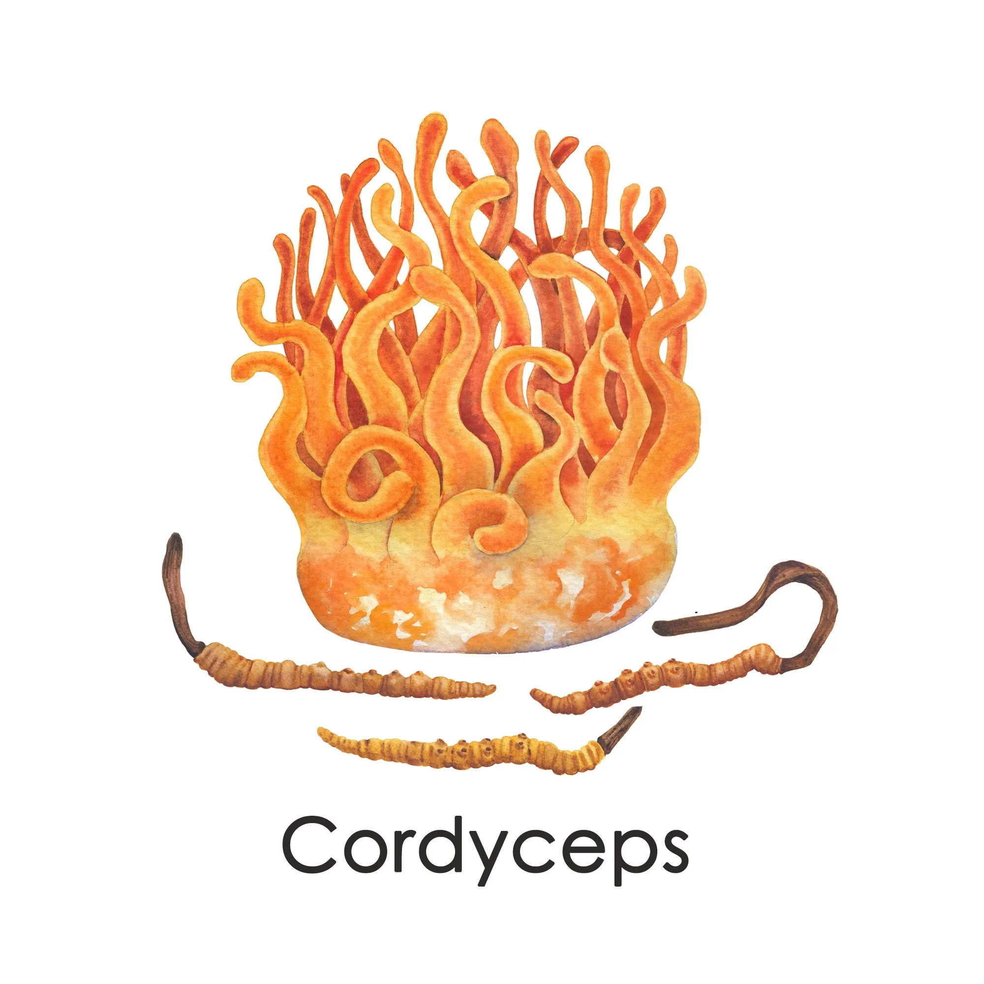 cordyceps-licensed-2000x2000-slide1x.jpg