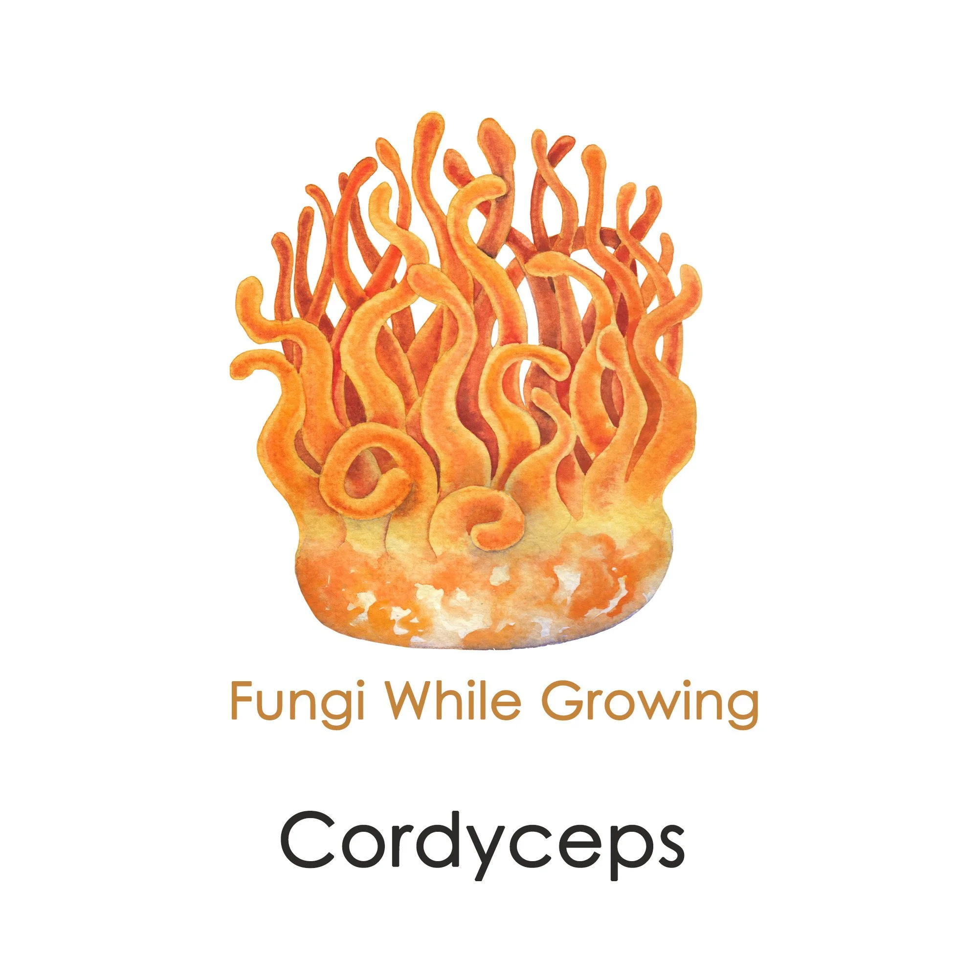 cordyceps-licensed-2000x2000-slide3.jpg