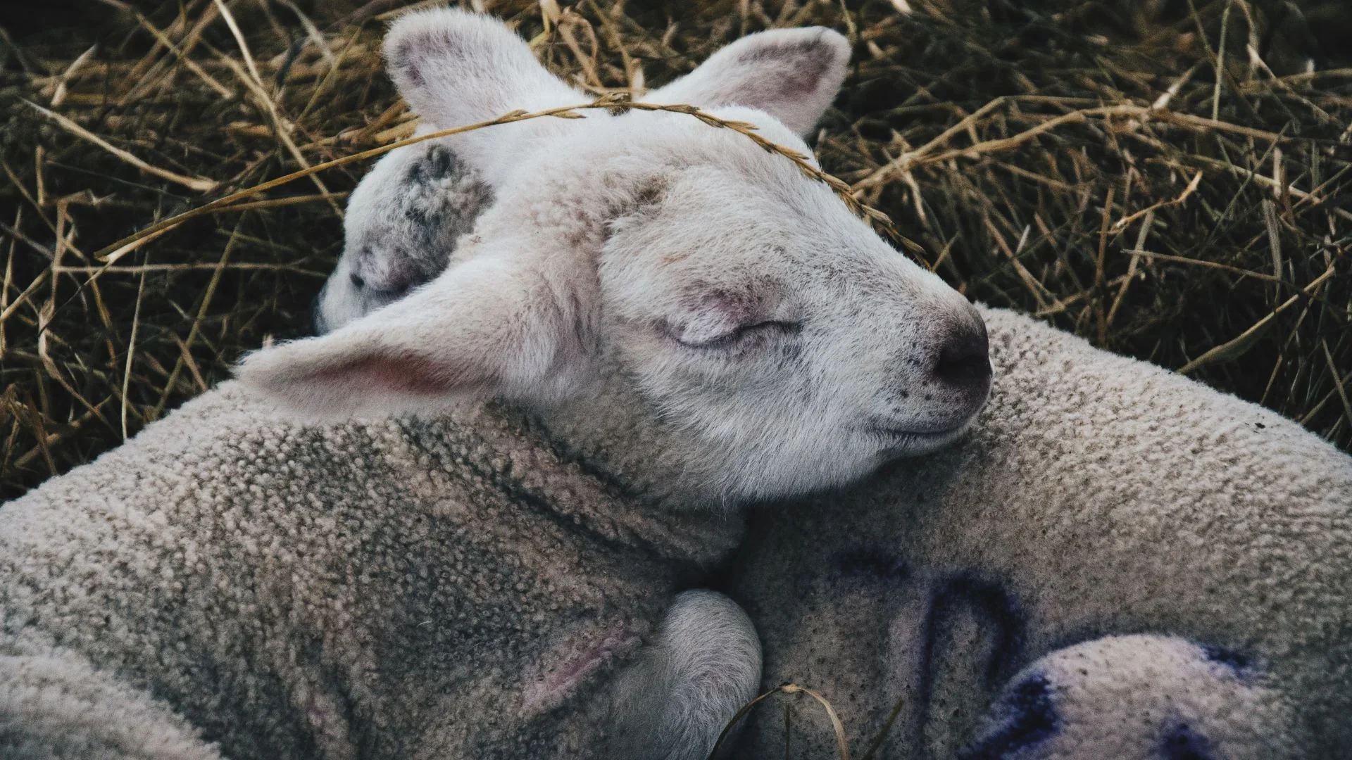 Soft Girl Era : How To Embrace the Celtic Holiday of Milk &amp; Snow