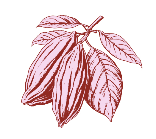 Illustration of cacao pods and leaves.