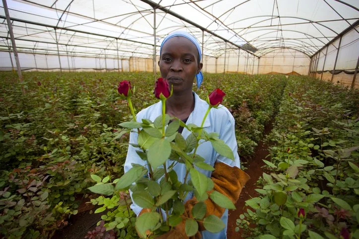 Roses For Hisponola - Investing in Industrial Floricultural In Dominican Republic And Haiti