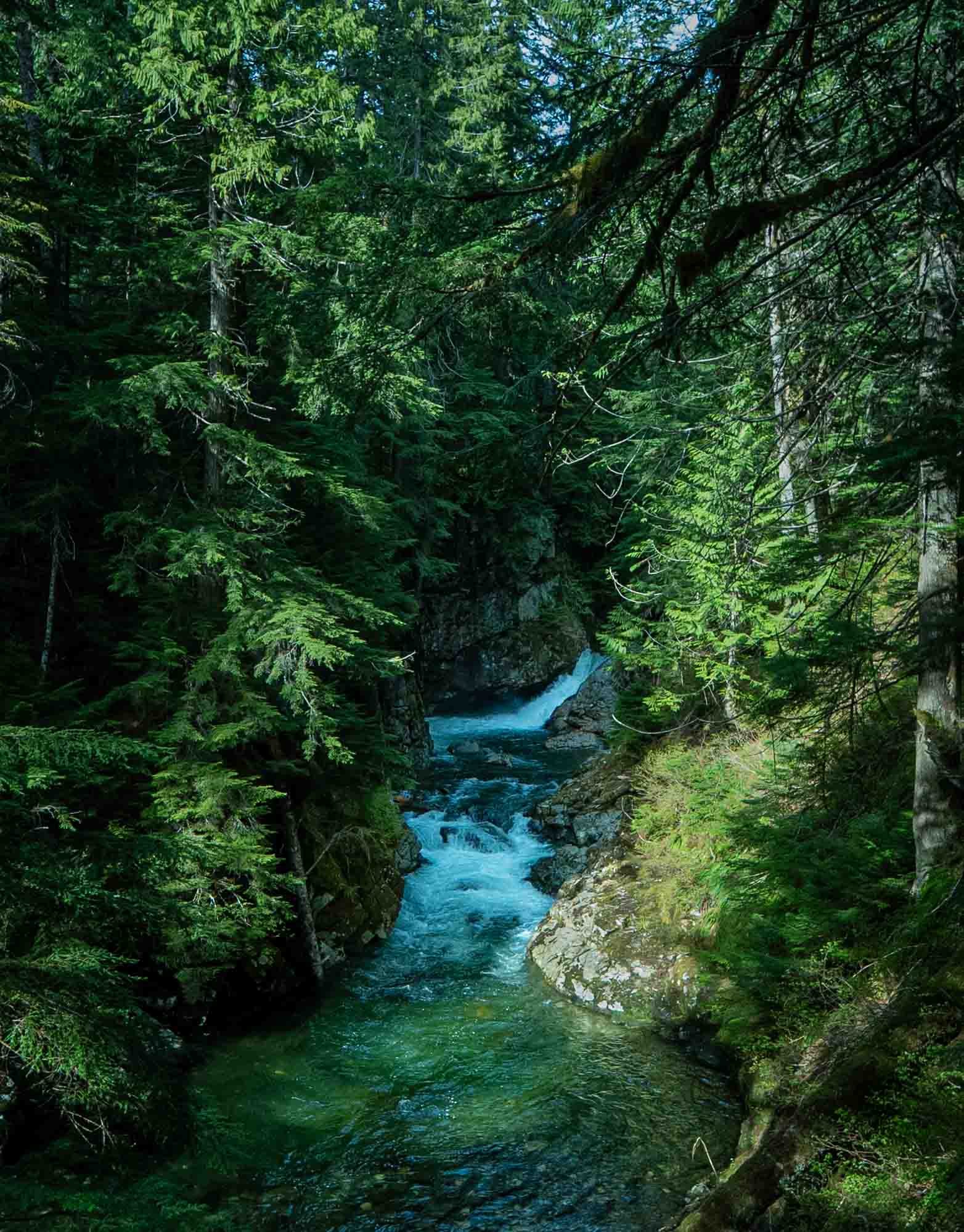 A river flowing through a dense forest with tall green trees and rocky banks.