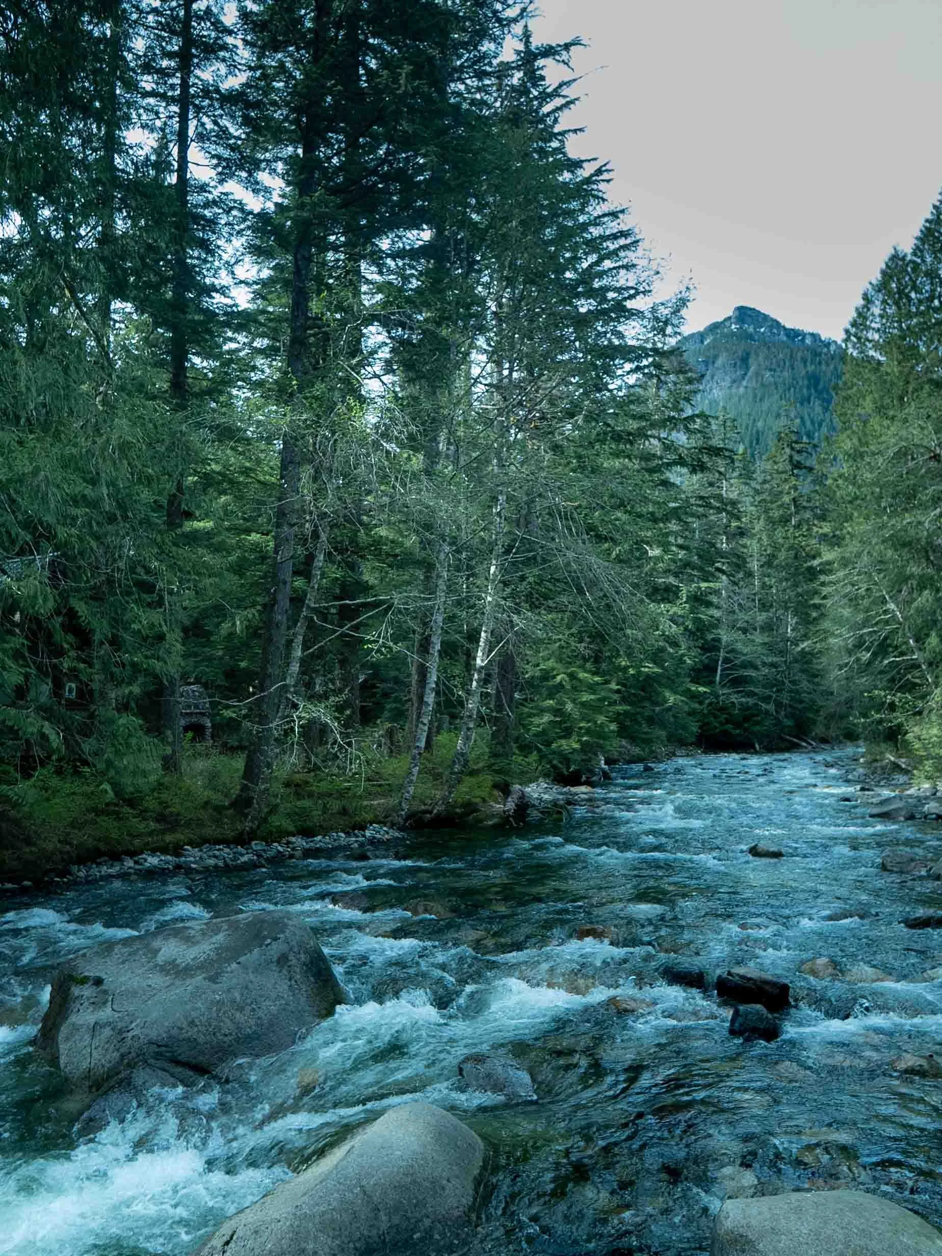 A river flowing through a dense forest with tall trees and a mountain in the background.