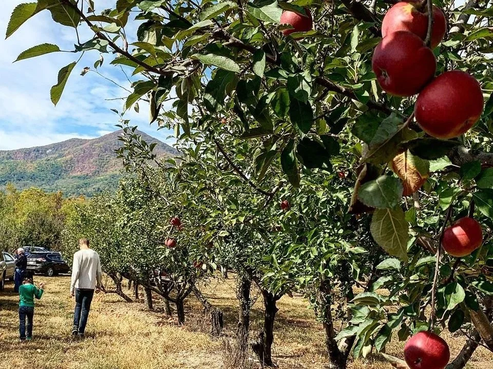 Micah-Pick-Gross_-Orchard-Oct-2019-1.jpg
