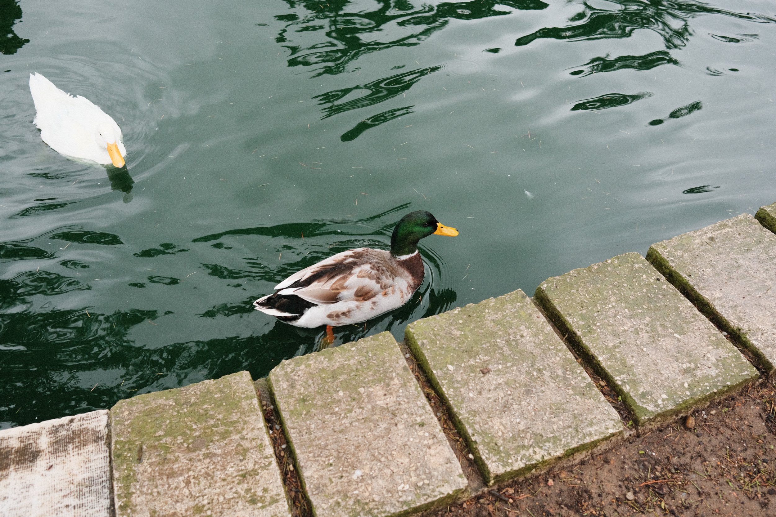 DSCF0678.jpg