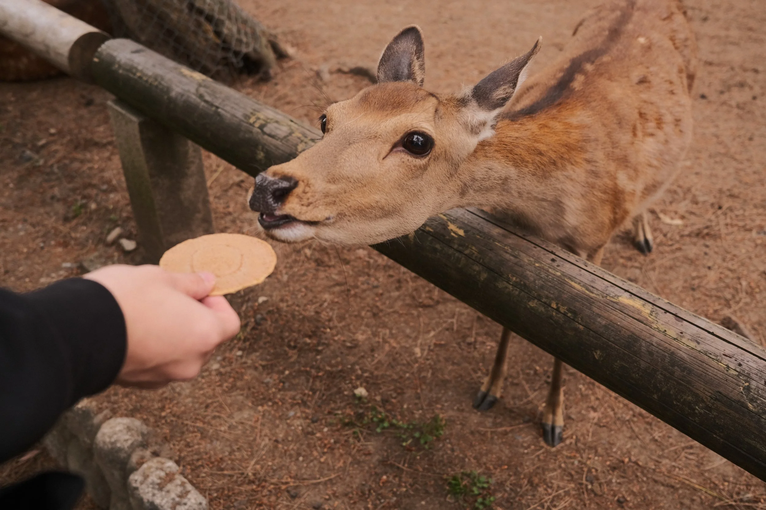 DSCF1712.jpg