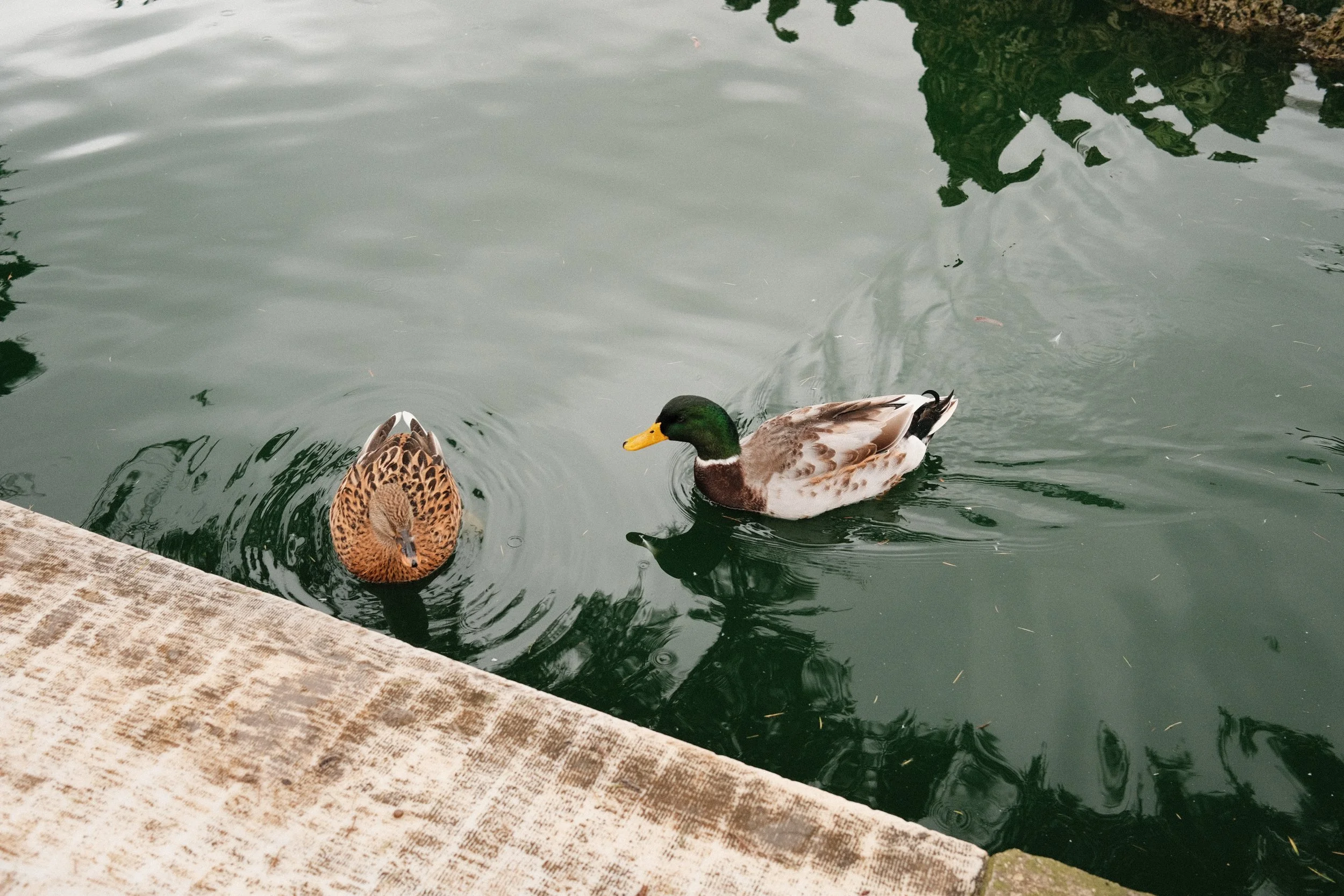 DSCF0677.jpg