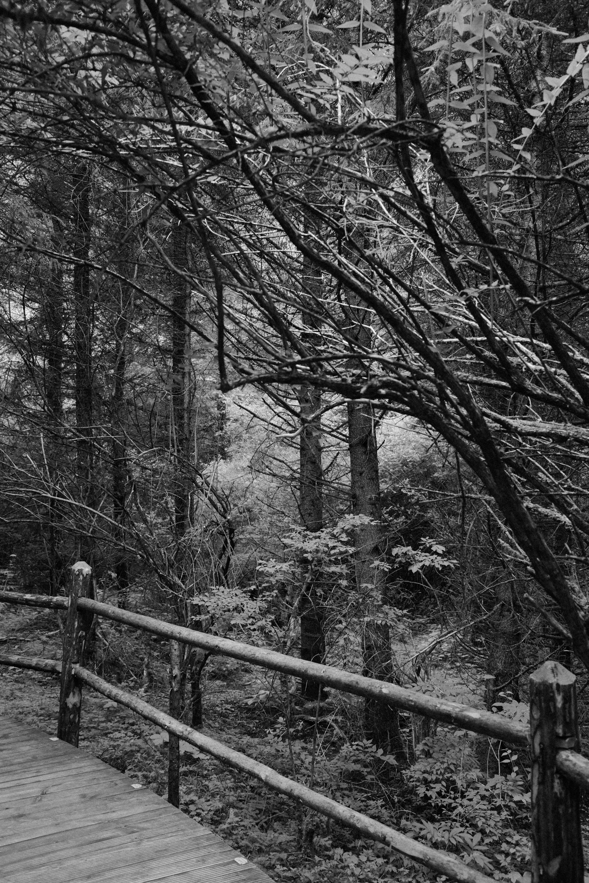 DSCF6219.jpg