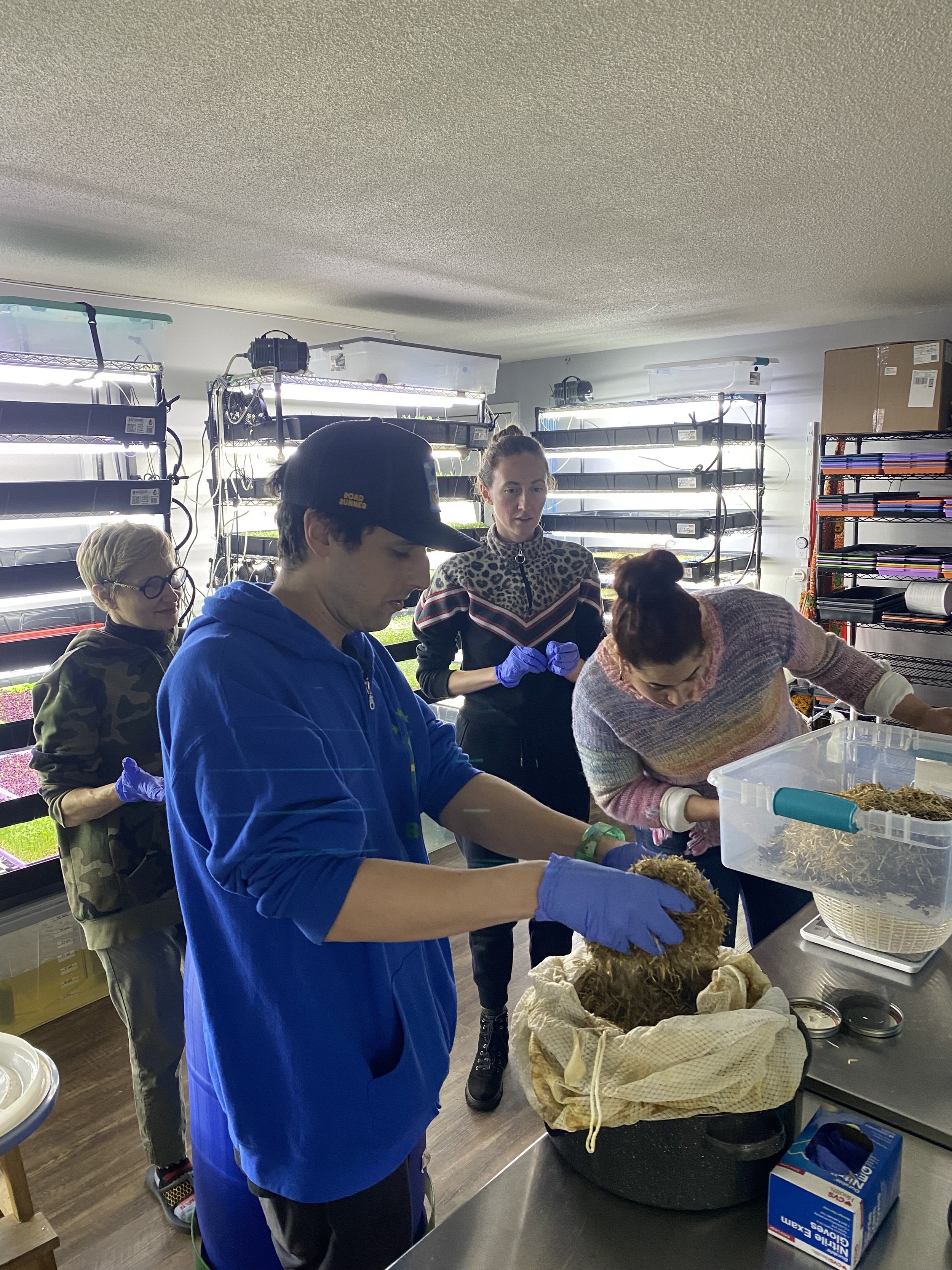 Four people working together in a grow room, handling a large bundle of harvested plants, with shelving units and grow lights in the background.