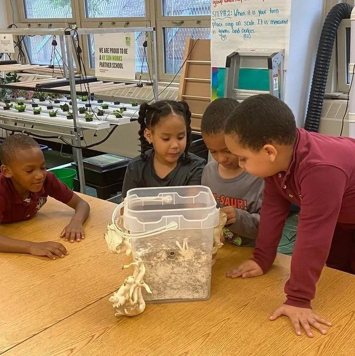 From seed to science 🌱🧠 — our NYC elementary school students dove into hands-on STEAM workshops, exploring microgreens, mushrooms, and sustainable growing techniques. These future changemakers are learning how food, biology, and engineering c
