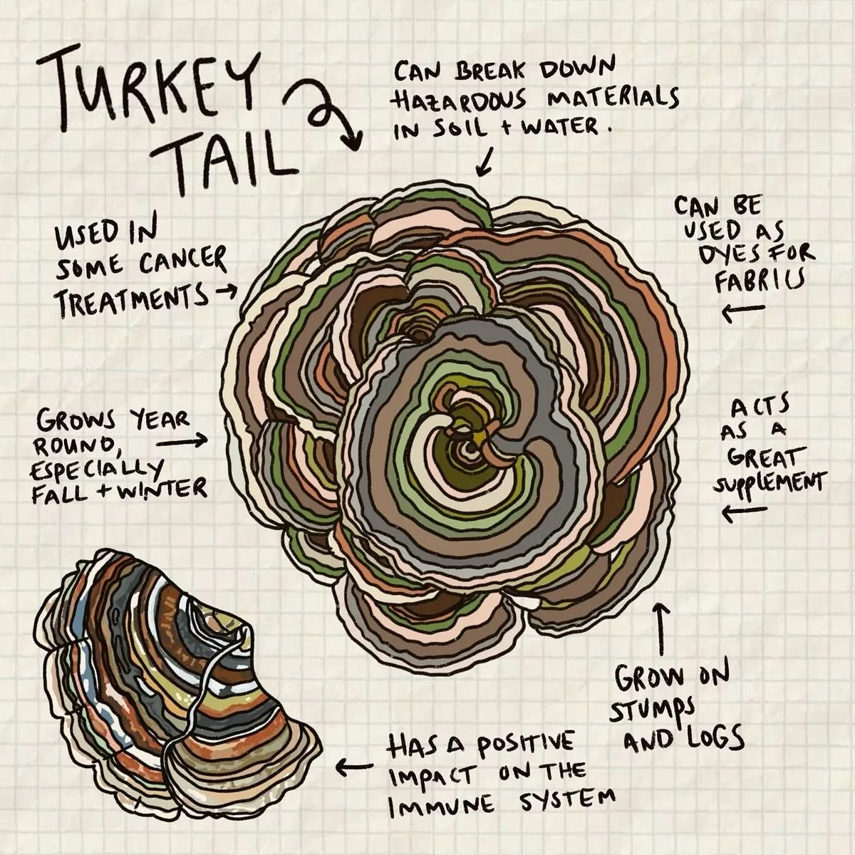 It’s Turkey Tail mushroom time! Easily foraged during this time of the year. Here are some tips:
Look for them on dead or decaying hardwoods, especially:
	•	Oak
	•	Maple
	•	Beech
	•	Elm
	•	They rarely grow on conifers