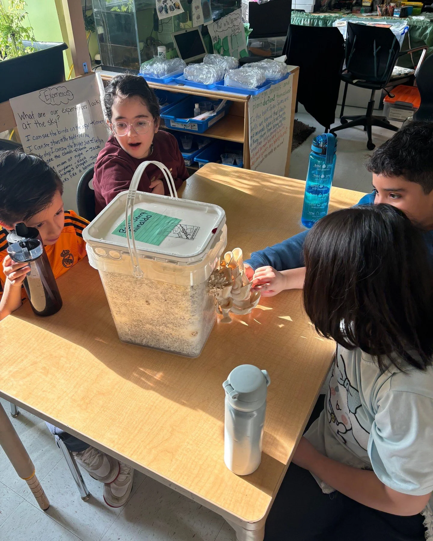 Learning and Growing: Mi Oh My Farms S.T.E.A.M. workshops at PS 971K! 🍄

Our students&rsquo; mushrooms are officially ready for harvest on the final day of our workshop series &mdash; what an amazing journey of growth, curiosity, and hands-on learni