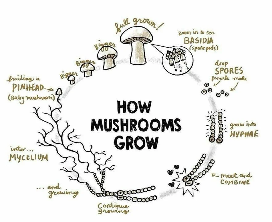 Did you know mushrooms grow from mycelium, a living web that regenerates soil, cleans the environment, and helps ecosystems thrive?
At Mi OH My Farms, we teach students how this superfood grows&mdash;and why it&rsquo;s great for both our bodies and t