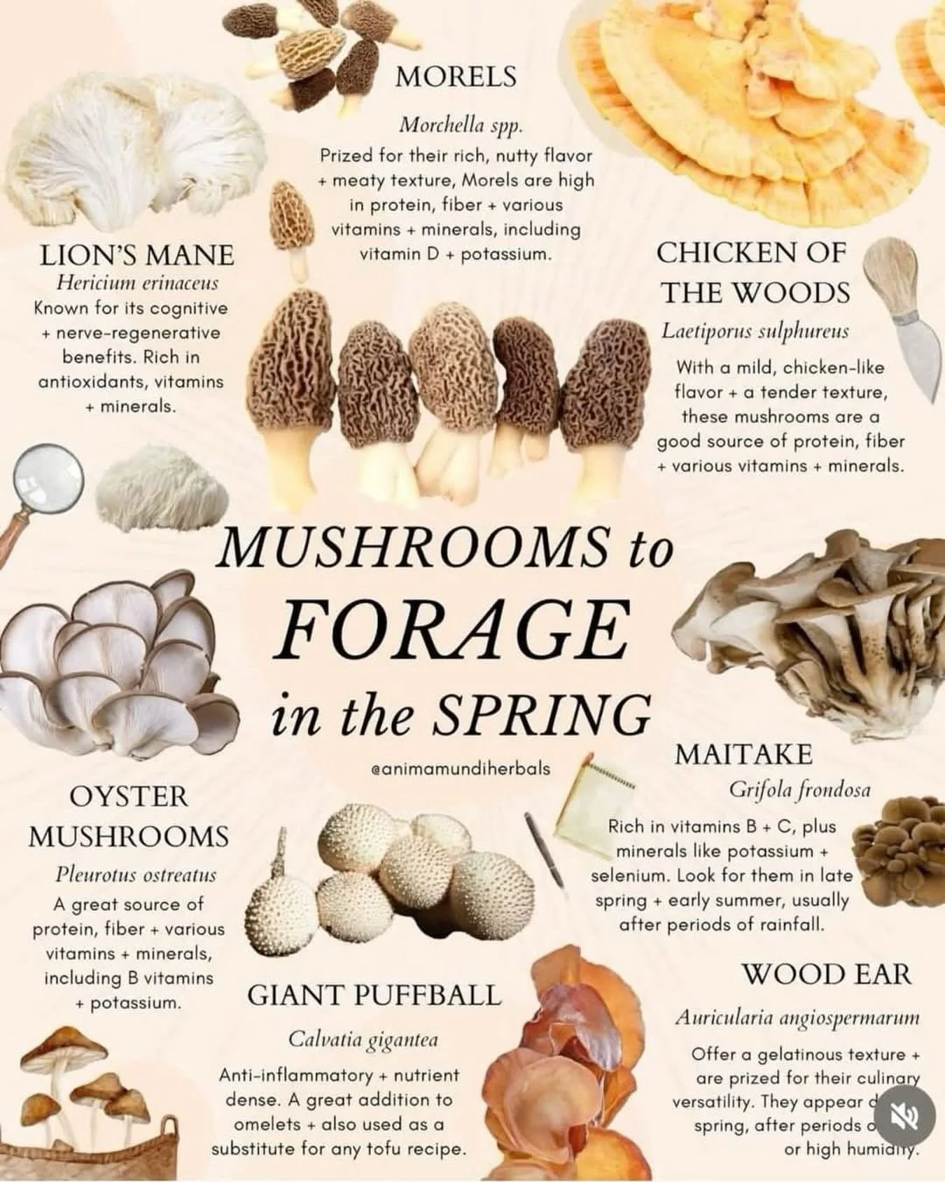 There is nothing like foraging through the forests of the Hudson Valley, where every trail holds hidden treasures and a deeper connection to nature. We hope you discover one of these mushies! 🍄🌿