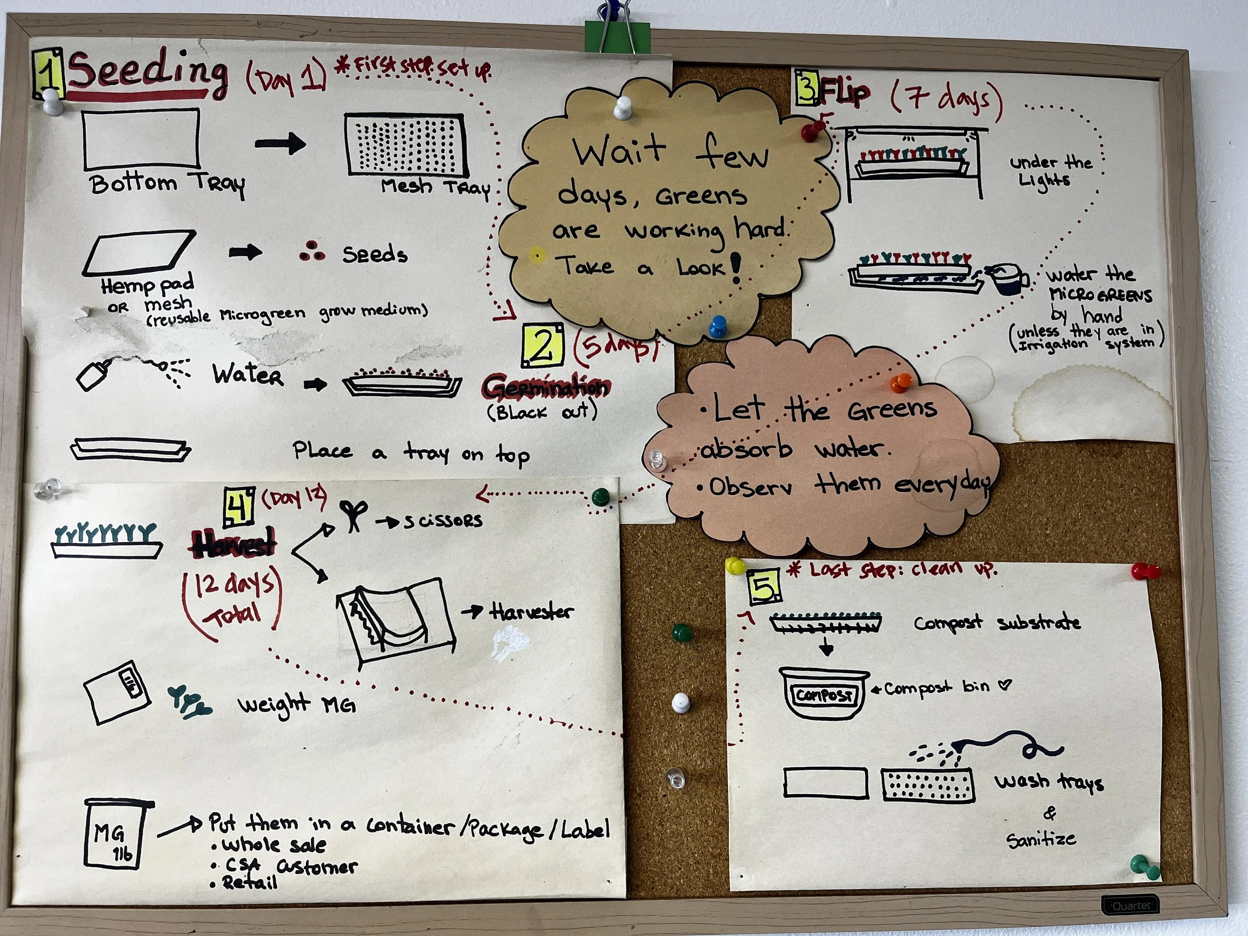 Whiteboard with detailed instructions for a gardening process, including steps for seedling setup, germination, watering, harvesting, and cleanup, with handwritten notes, arrows, and colorful sticky pins.