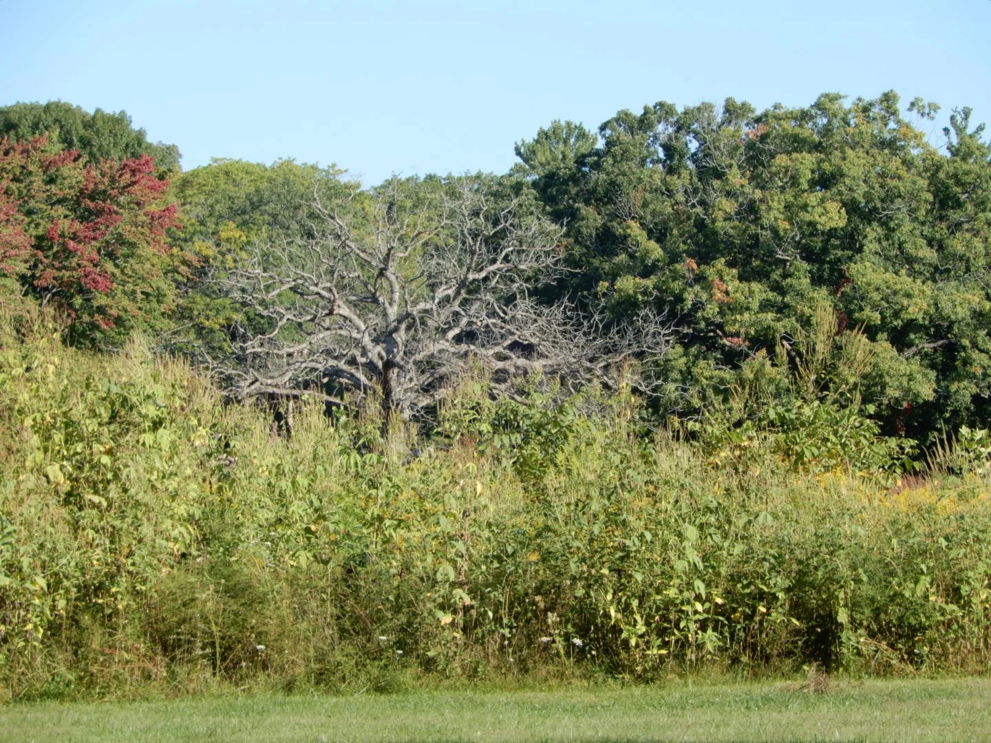 thriving diversity in Nature's ecosystem