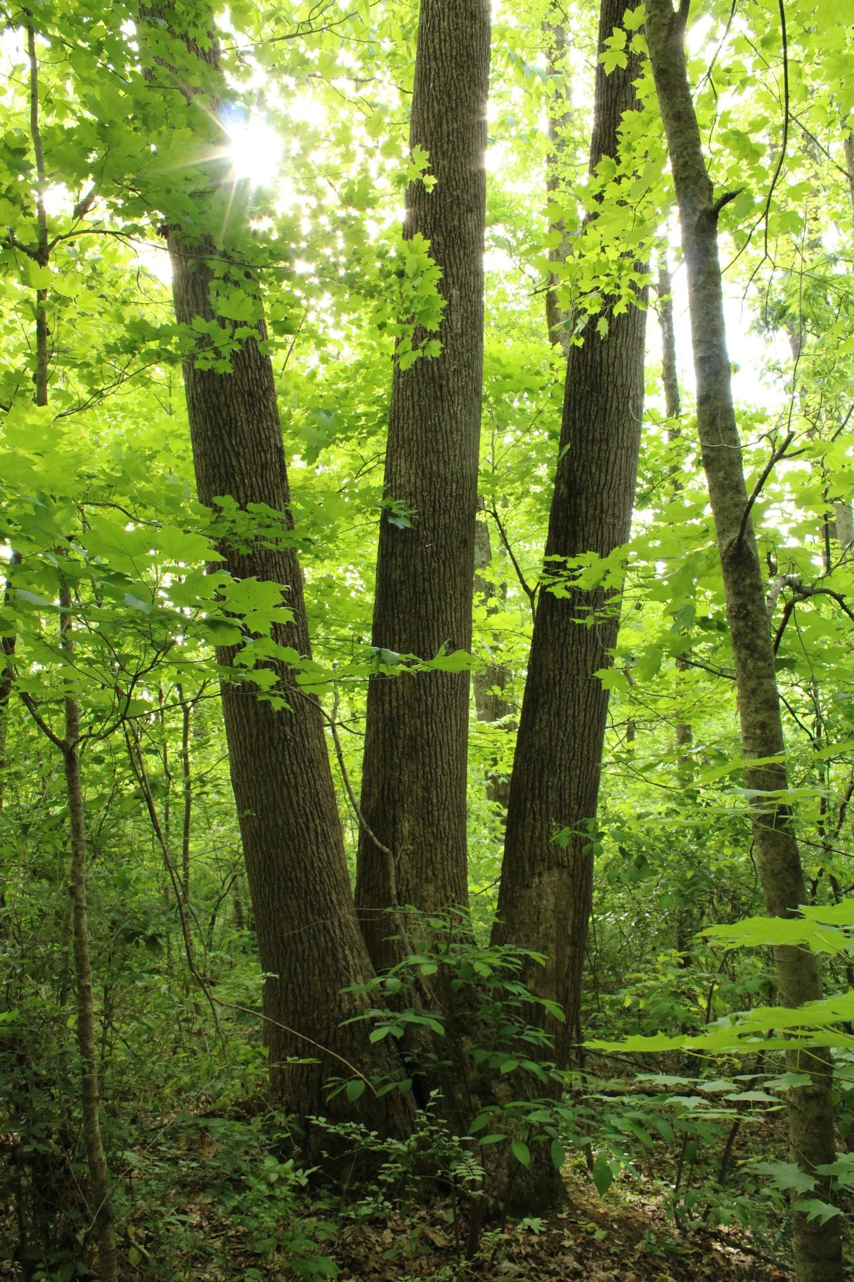 three trees in a forest