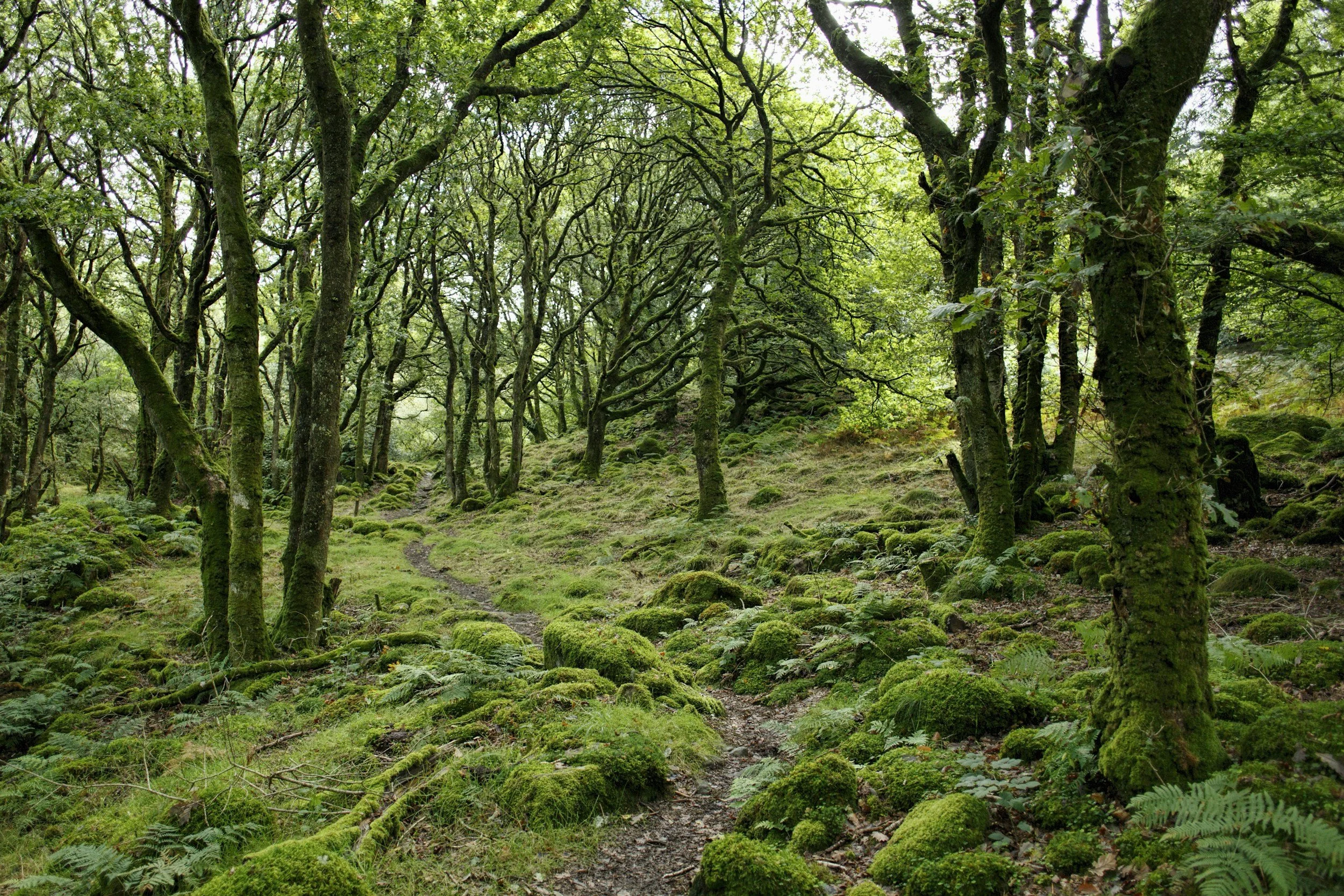 path through a green woods showing how each person creates their own path to spiritual healing and connection