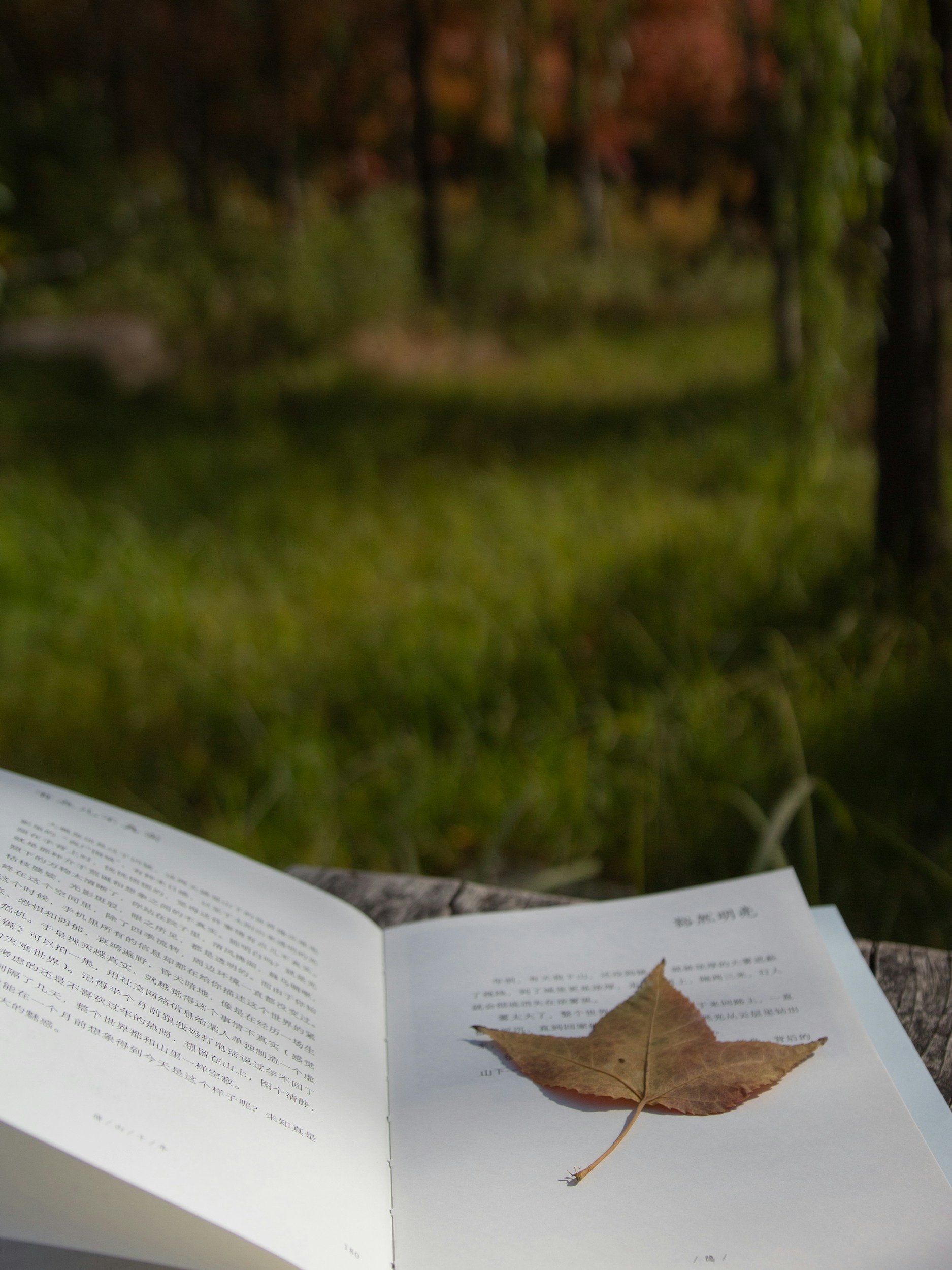 Contemplative writing in Nature at River Bend Community Park, St. Charles, featuring a peaceful wooded trail.