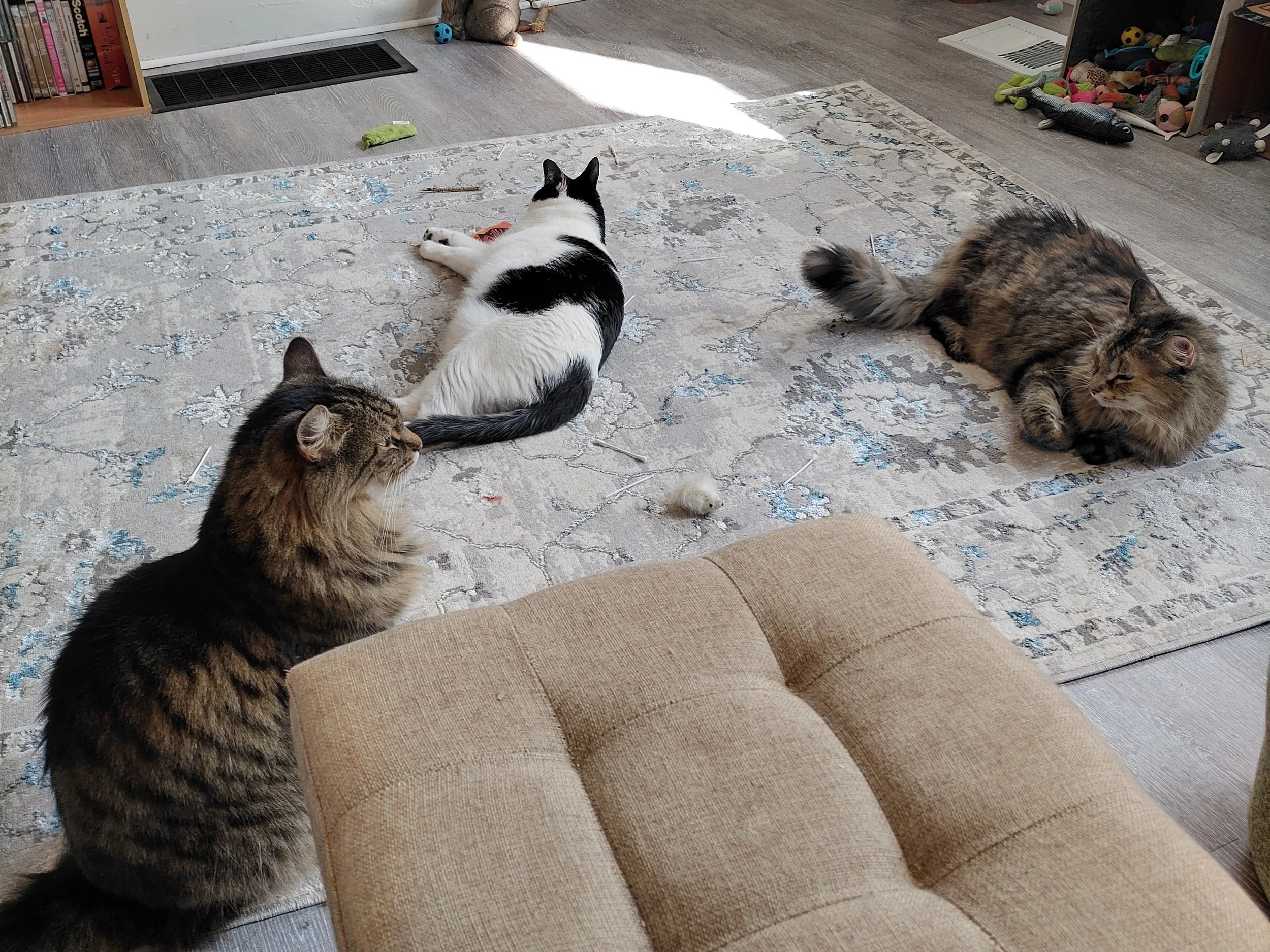 sarah's 3 cats showing wisdom grove's community partnerships