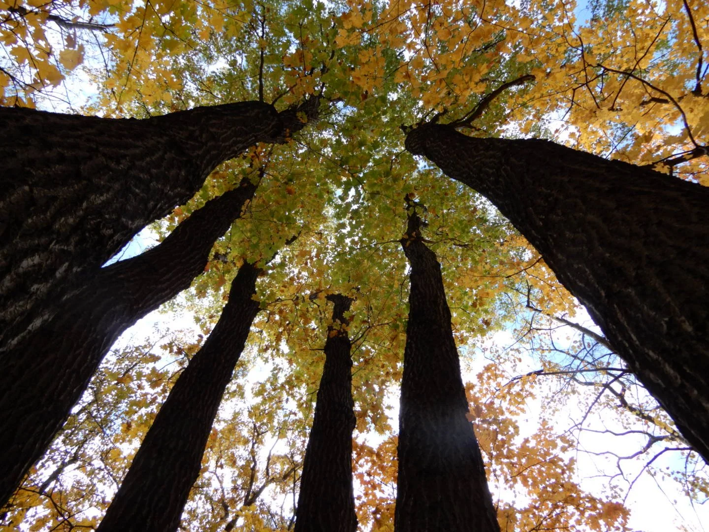 connecting with Nature and spirit during Tree of Life Nature walk in DuPage County, IL