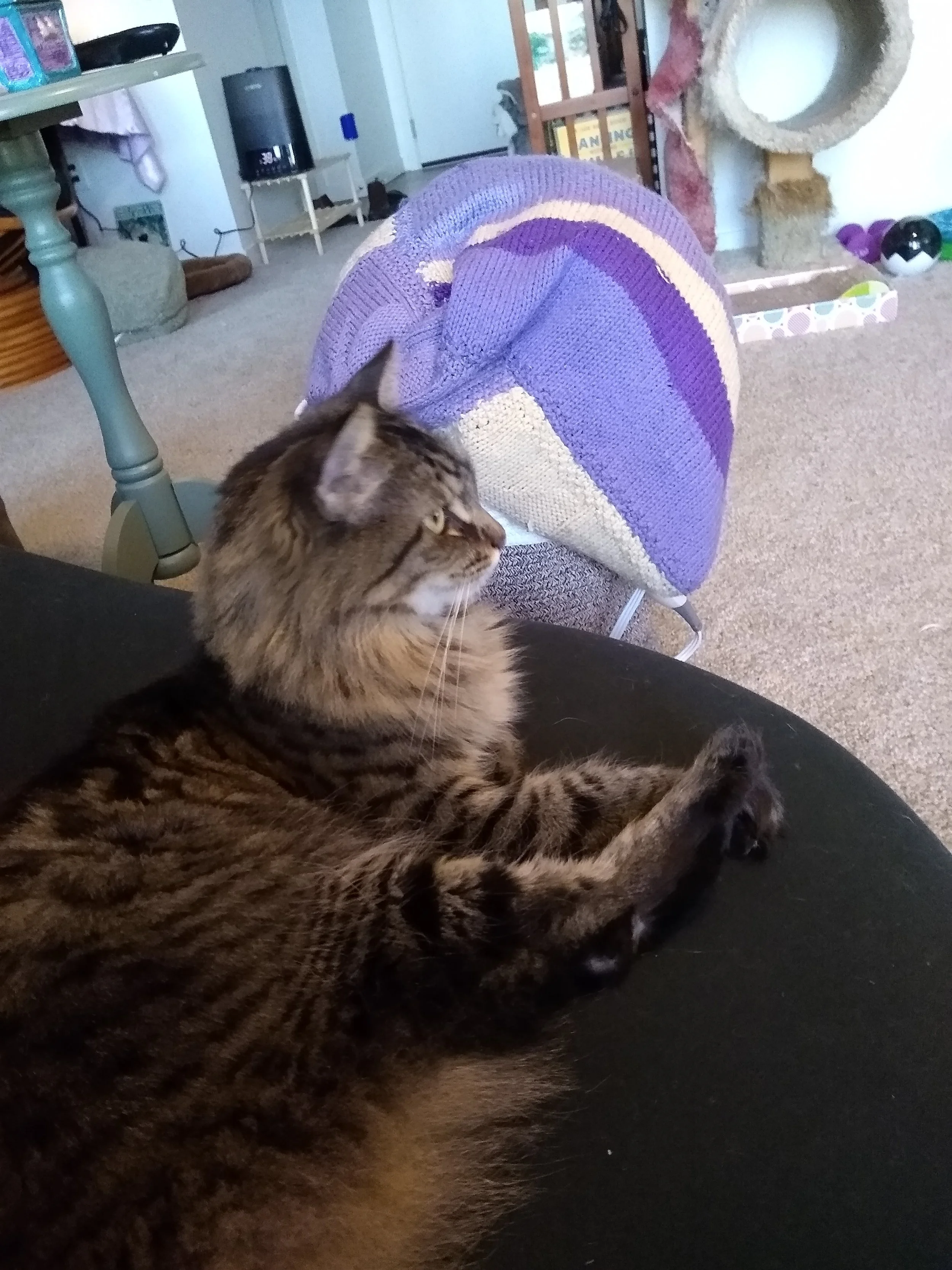 monkey cat looking media ready