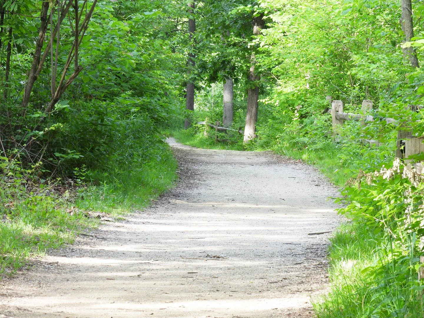 trail in the woods showing the calm that can be found in this nature walk event
