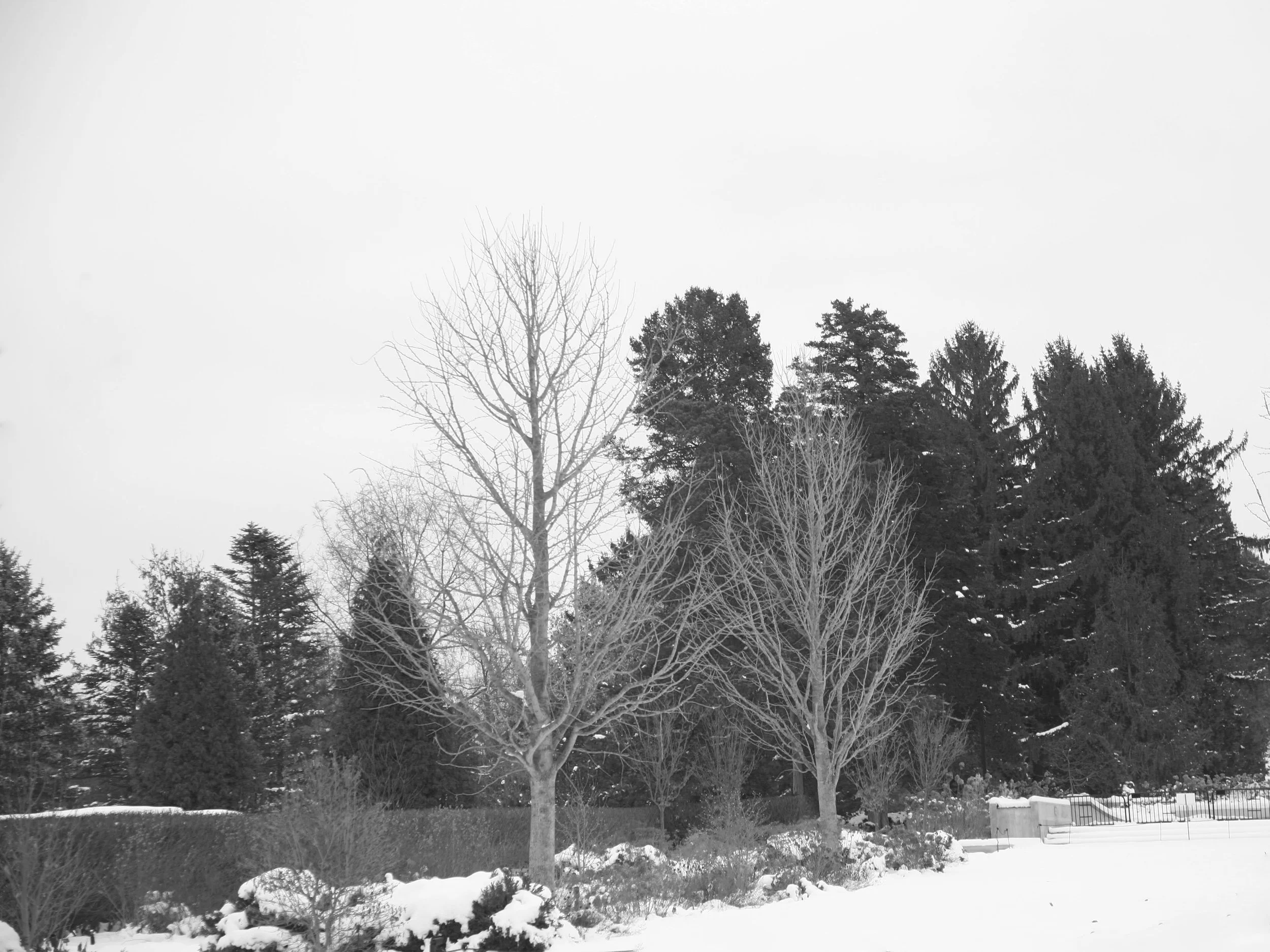 black and white trees in winter representing the feeling of spiritual homelessness