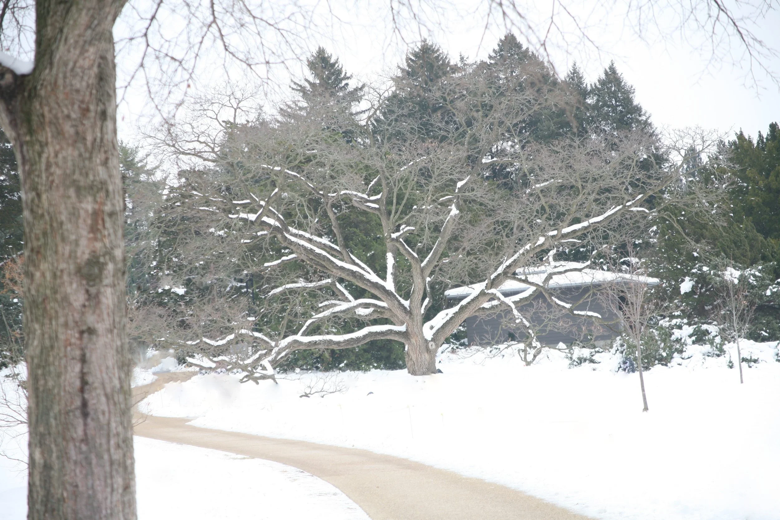 tree, winter, path, out of darkness, balancing chakra, tree of life as process, spiritual growth workshop
