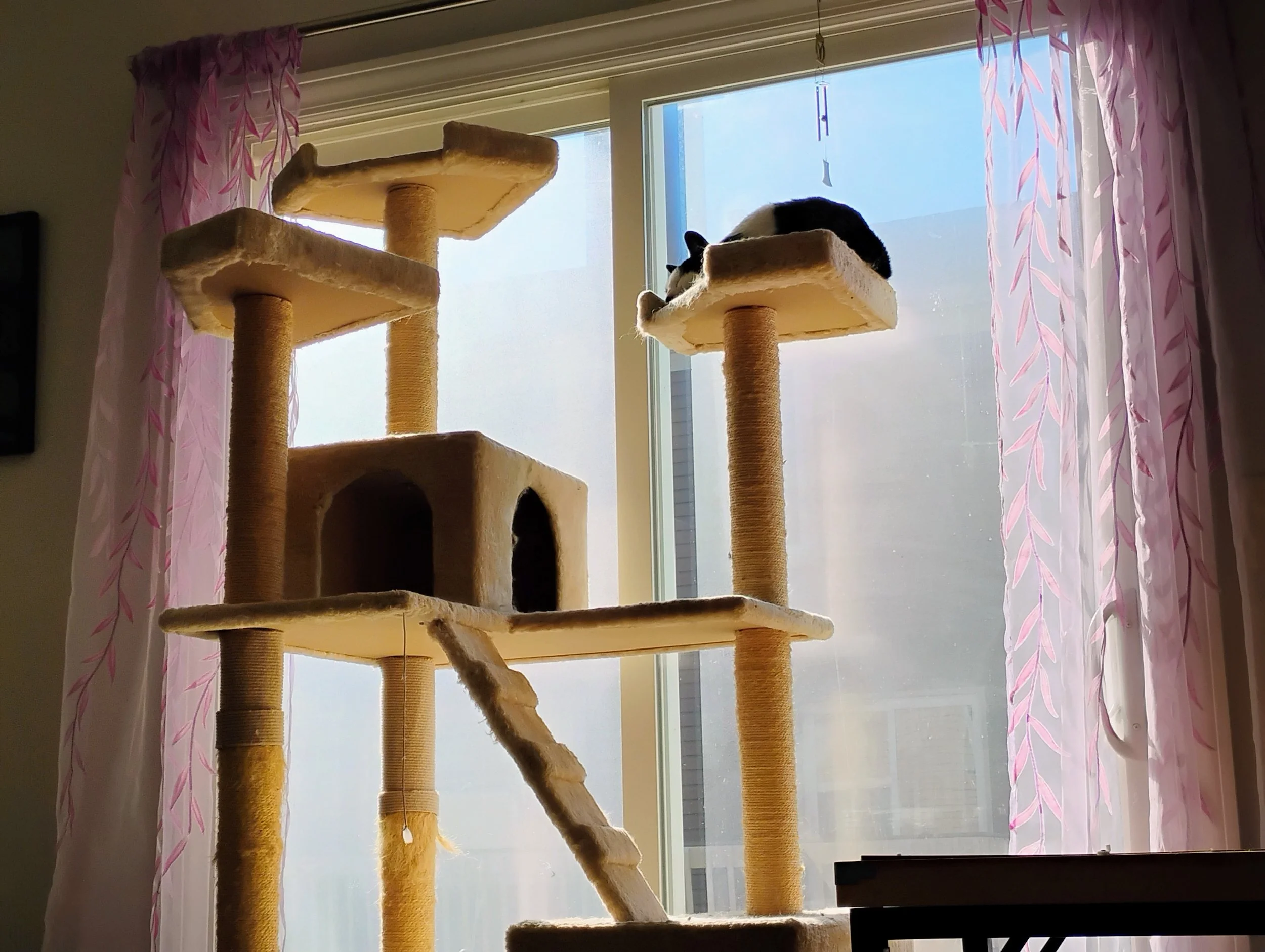 Toby cat sleeping peacefully demonstrating the ease of healing from religious trauma and finding faith without dogma