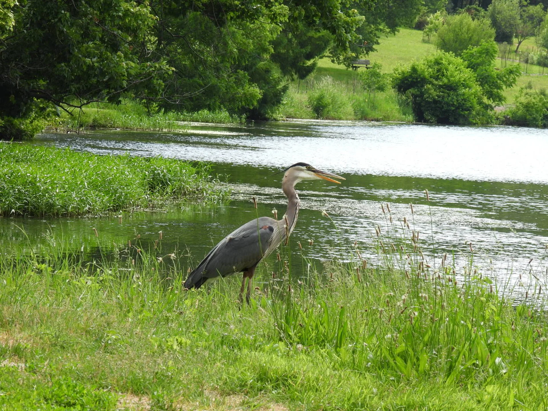 Great Blue Heron looking out over a lake representing the search for inner calm