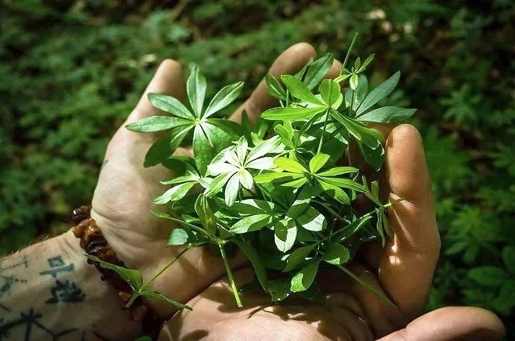 Person holding green leafy plant outdoors in forest or garden setting.