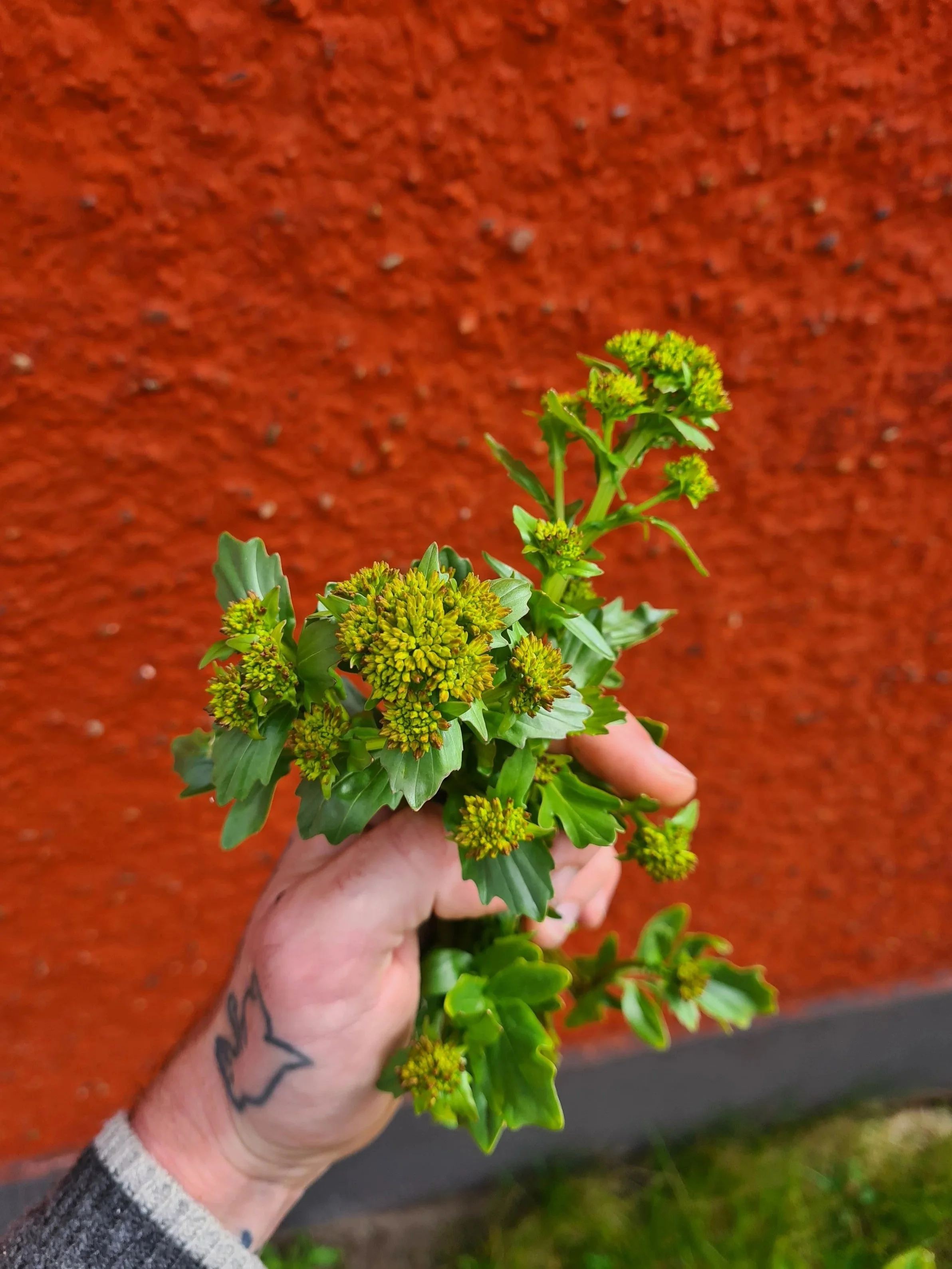 Person holding a bunch of yellow-green flowers with green leaves against a textured orange background.