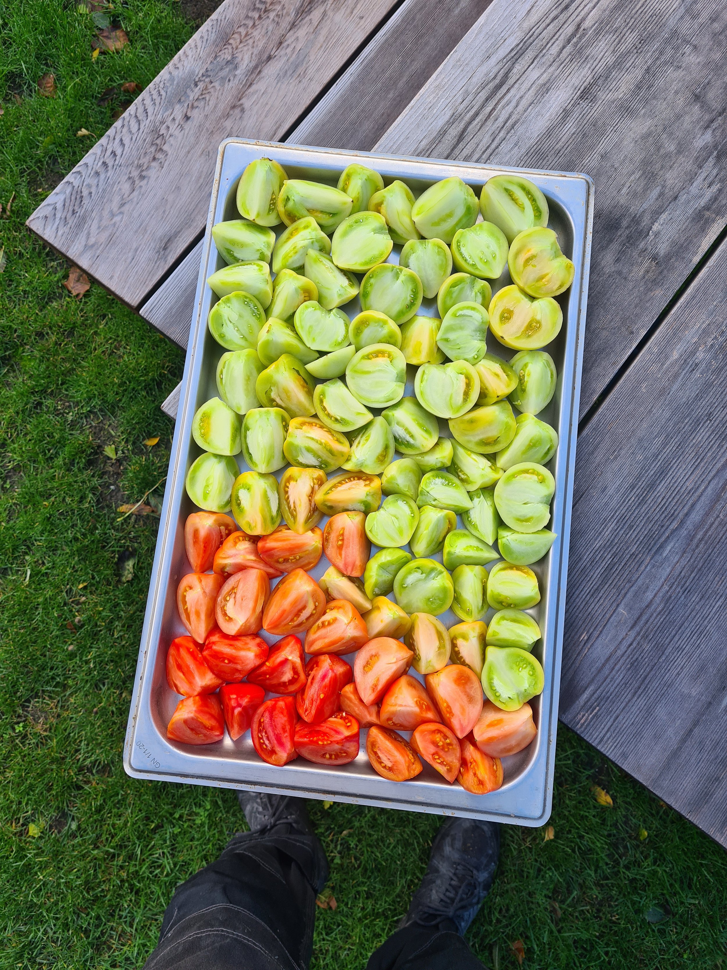 Tray of freshly picked green and red tomatoes outdoors on a wooden table, with grass and a person's legs in black pants and shoes visible.