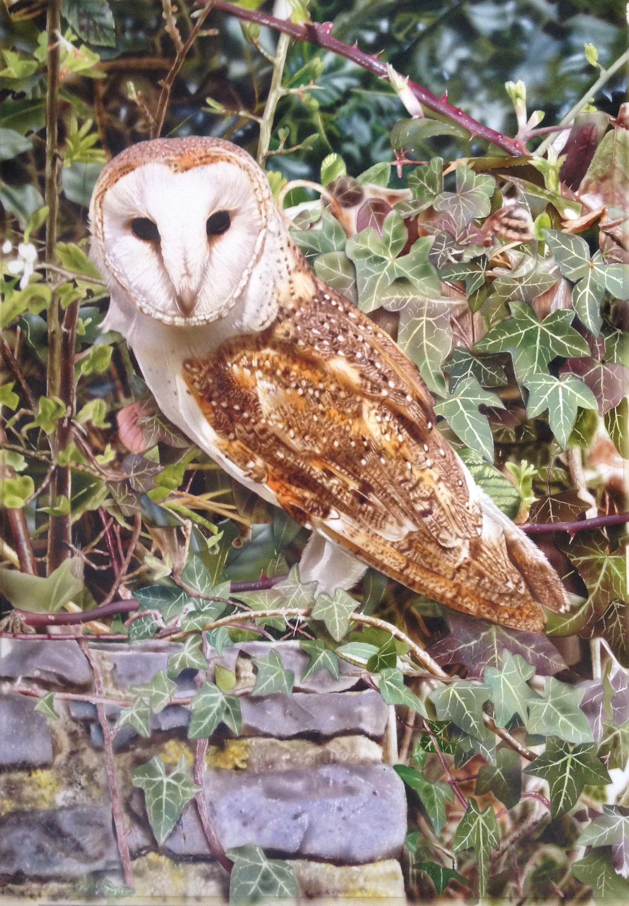 BARN OWL - Sold to Collector