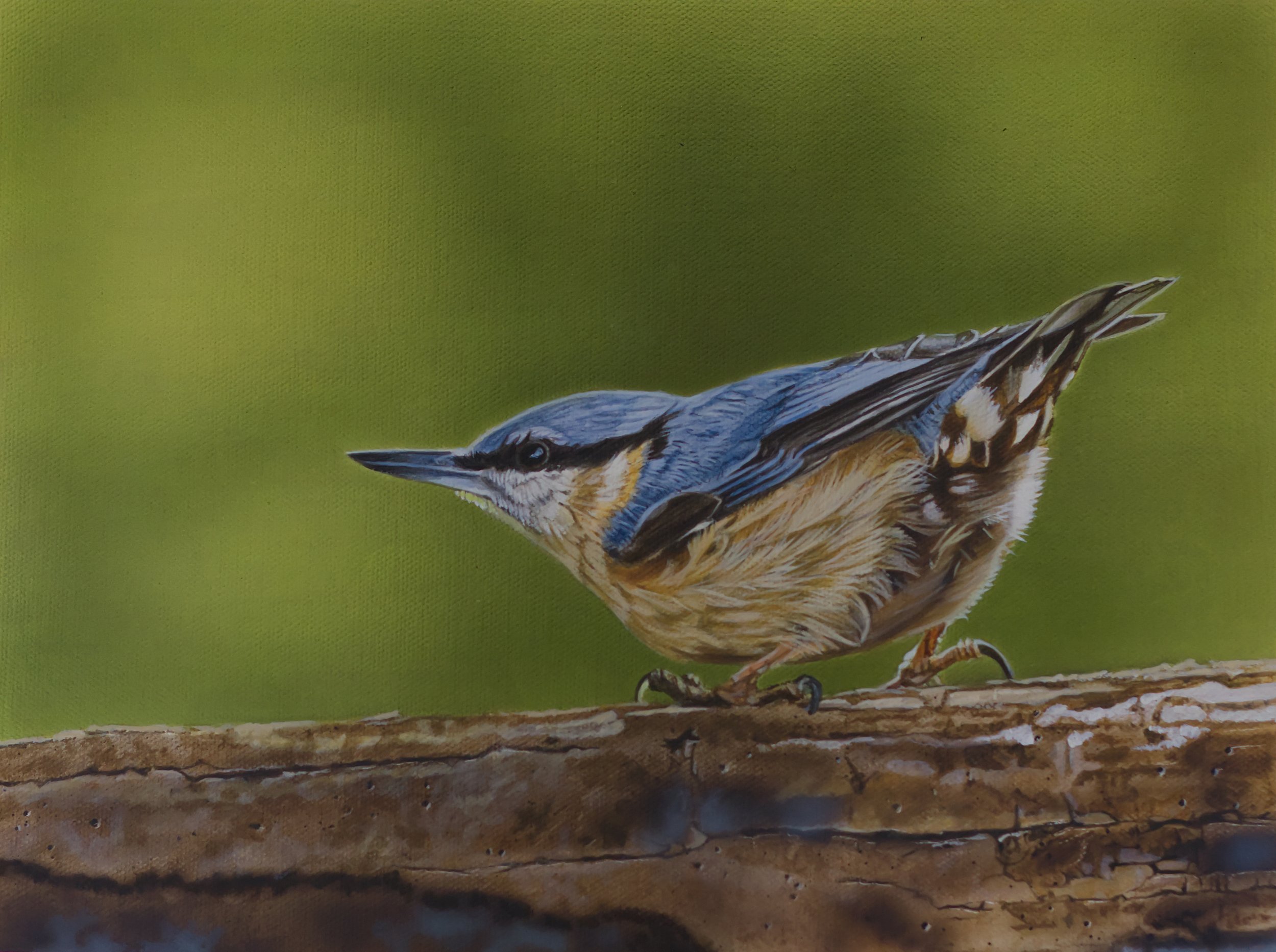NUTHATCH