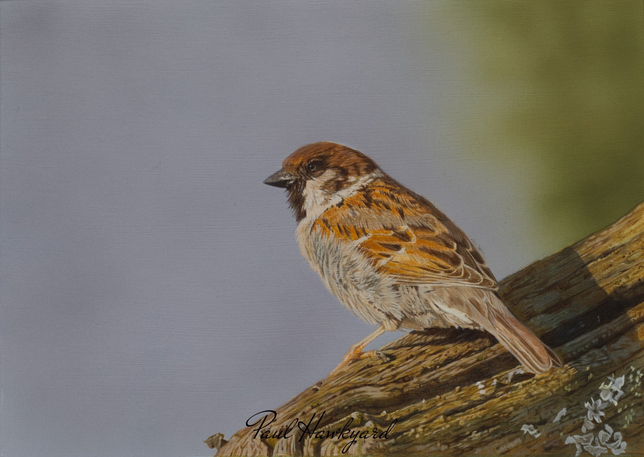 TREE SPARROW - Sold