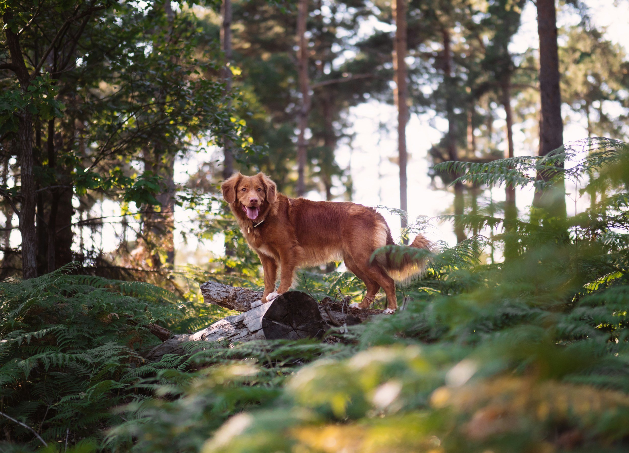 Weekend Wanderlust: Unleashing Joy at Penn Wood with Your Dog!