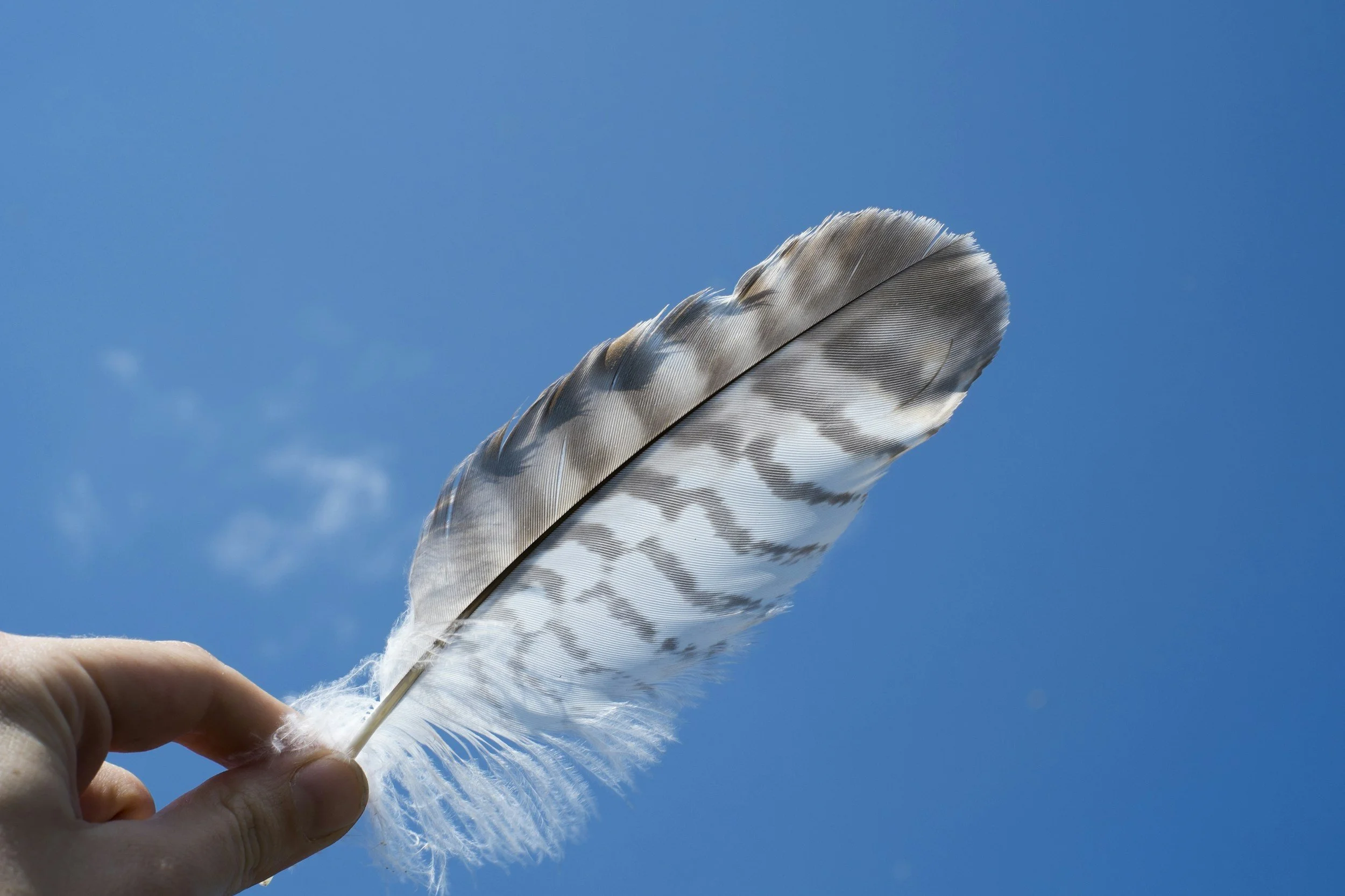 A hand holding a single large feather against a blue sky background.