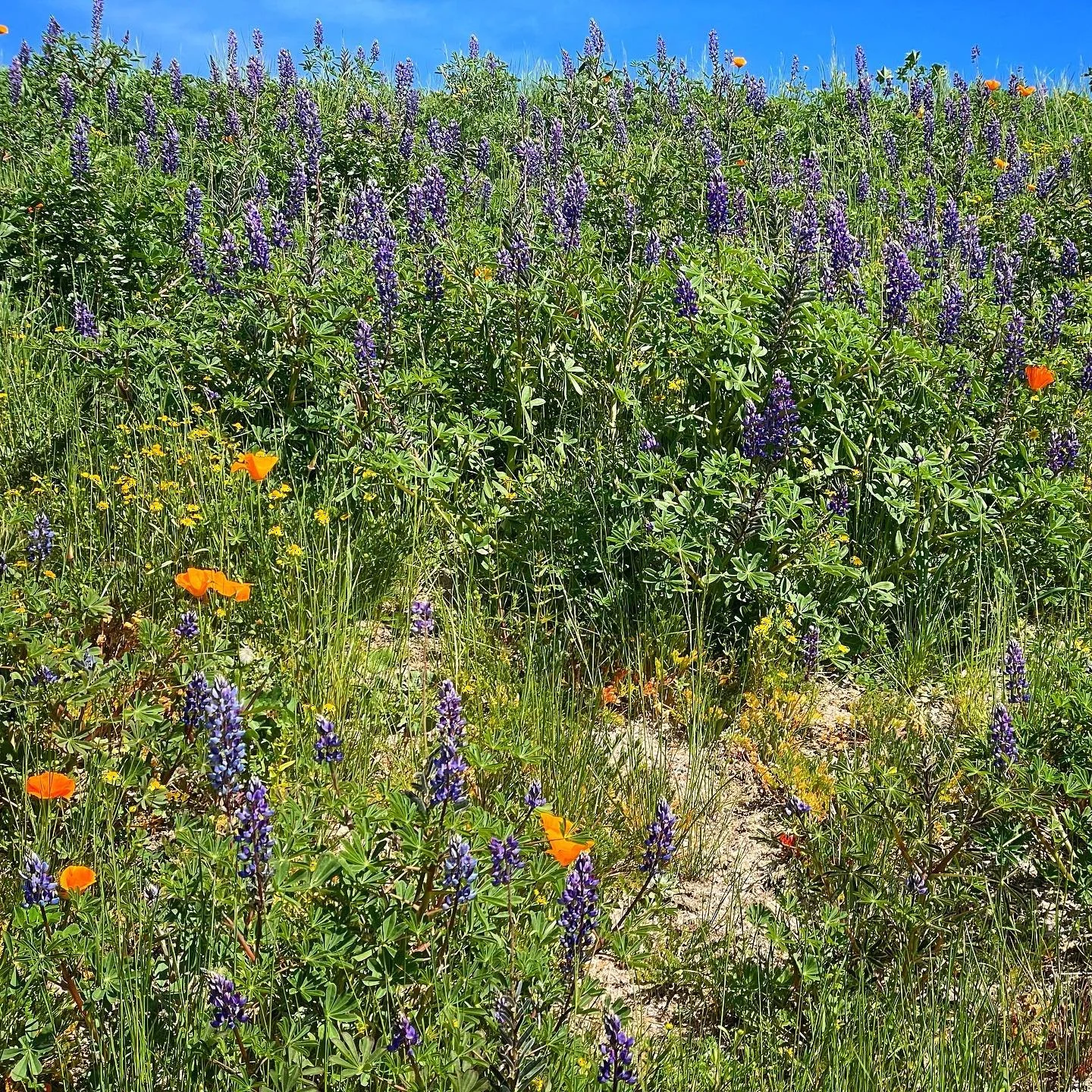 Brb, moving into this little open patch in the wildflowers. 👩&zwj;🌾