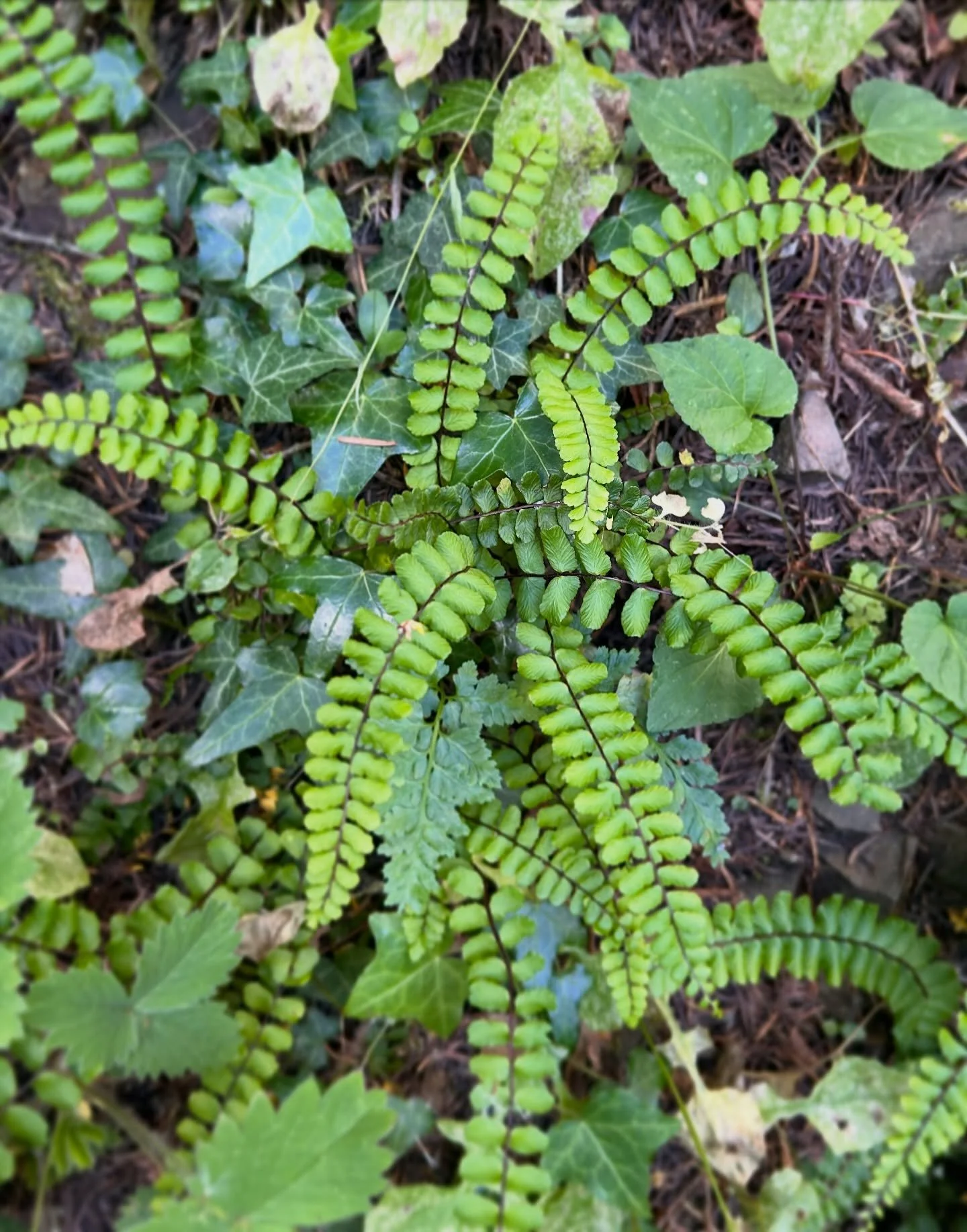 Maidenhair Spleenwort or Asplenium trichomanes is a dainty small variety of fern found throughout the northern hemisphere&hellip; it&rsquo;s known for its resilience and ability to grow through small cracks. Perfect for rock gardens or containers. I 