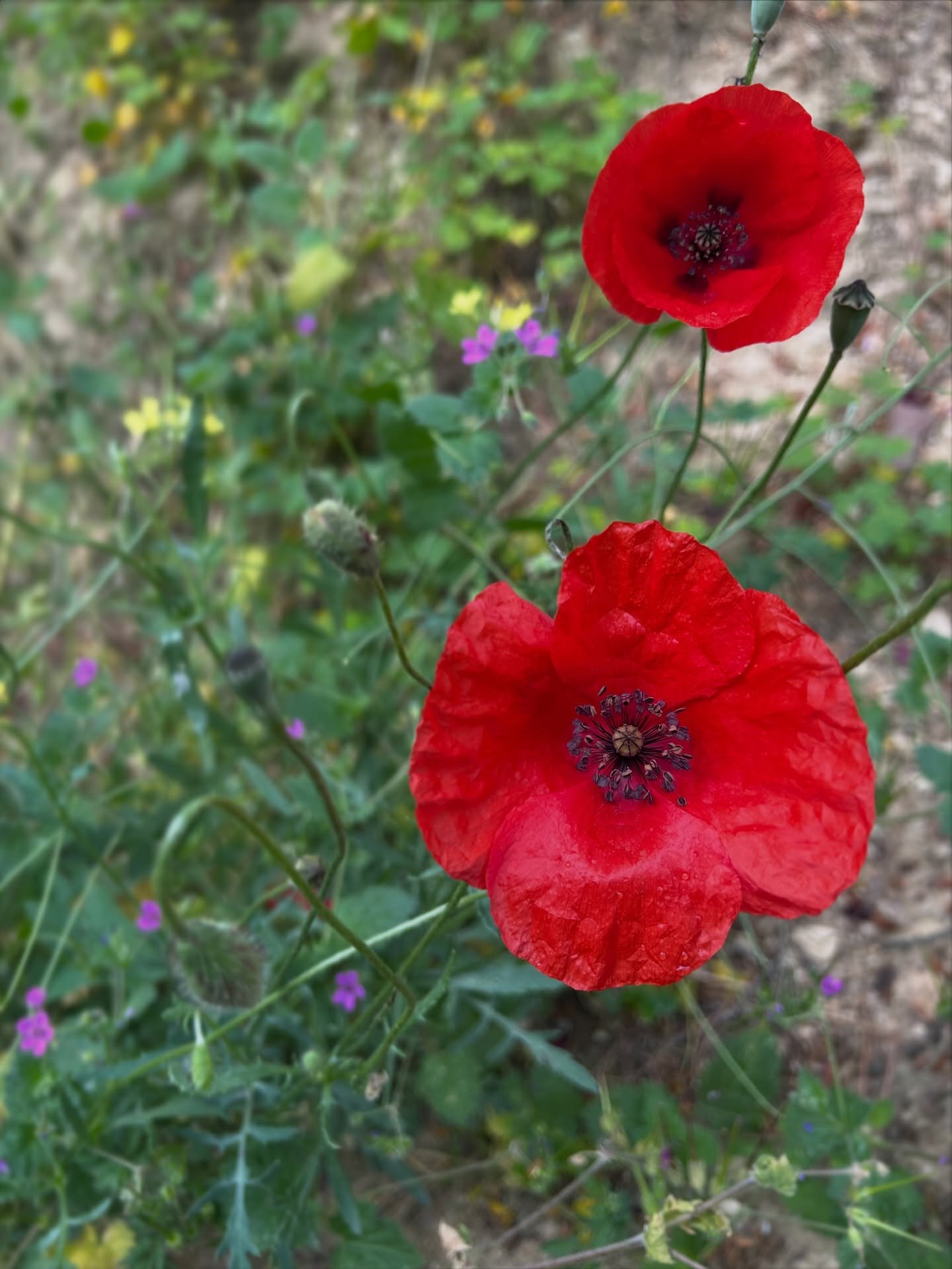 Poppy Season 😍 (Papaver Rhoeas) or &ldquo;Flanders Poppy&rdquo; Rhoeas - of course is from the Greek word &ldquo;Rhoia&rdquo; now &ldquo;Rodi&rdquo; which&rsquo;s means Pomegranate ! But this very simple and gorgeous poppy is more importantly known 